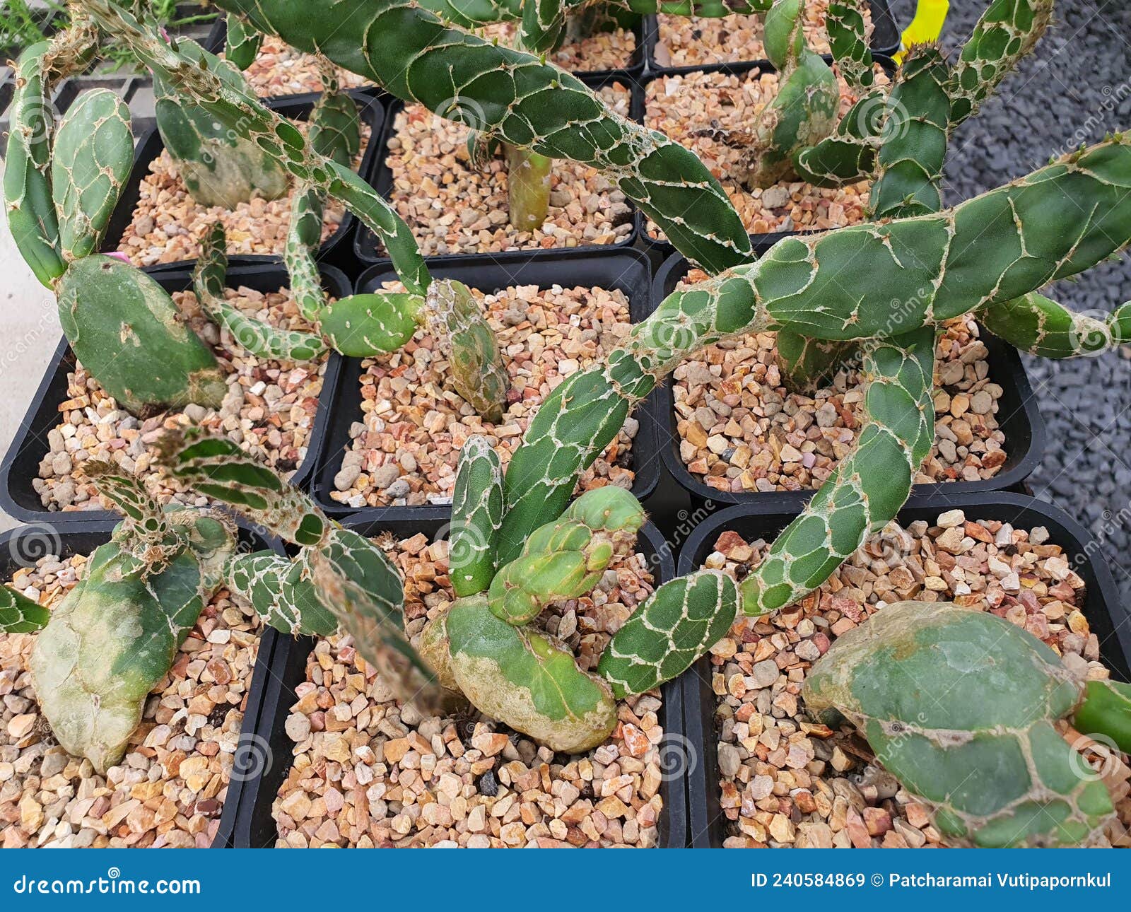 Opuntia Cobra Ou Opuntia Reticulata é Um Cacto. Plantas Suculentas Imagem  de Stock - Imagem de nave, pequeno: 240584869