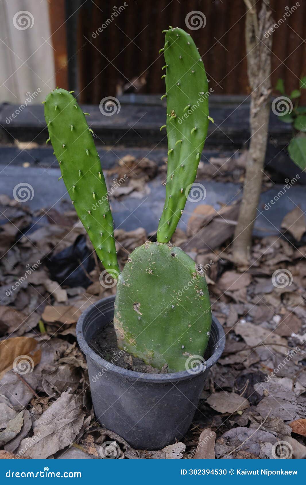 Opuntia Cochenillifera Cactus , Common Names Include Cochineal Nopal Cactus Stock Photo Image
