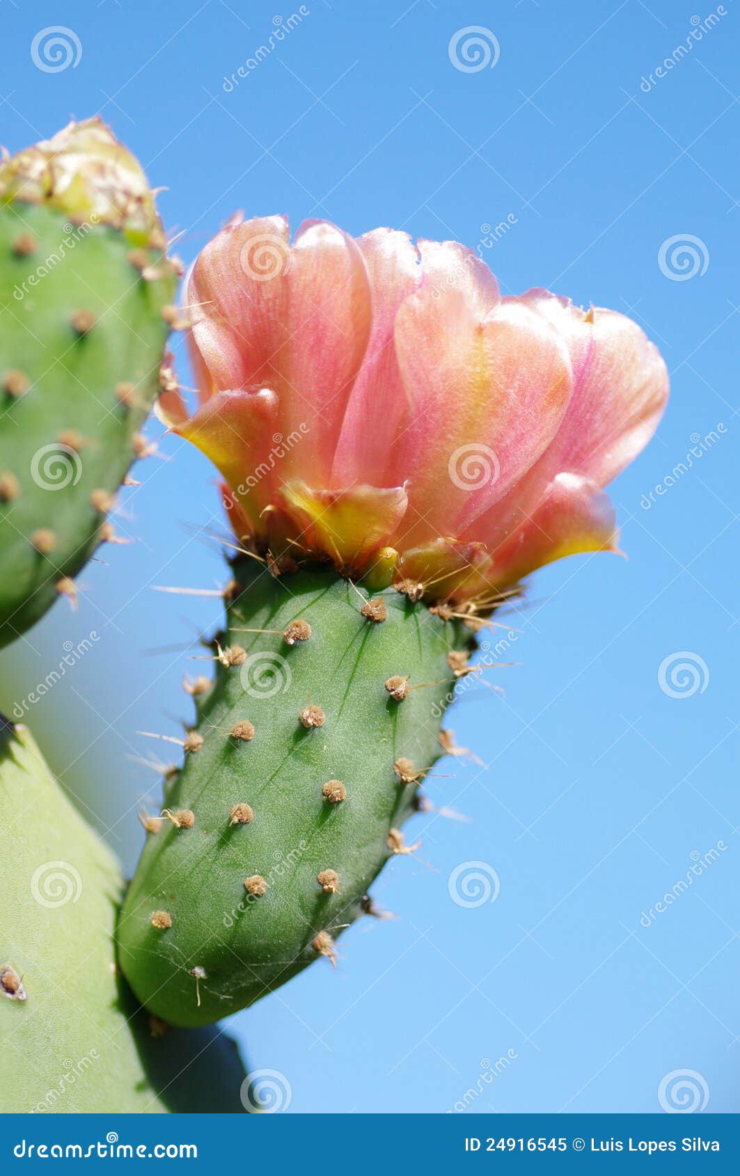 opuntia ficus-indica