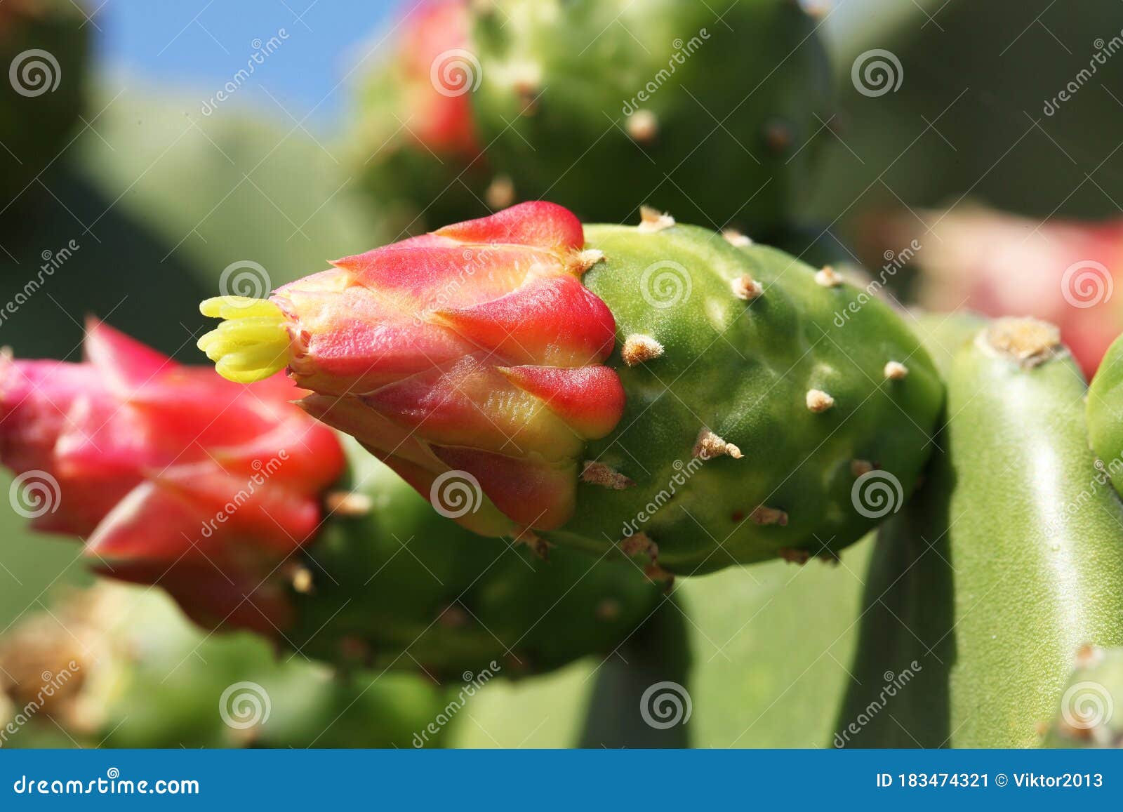 opuntia ficus-indica cactus blooming