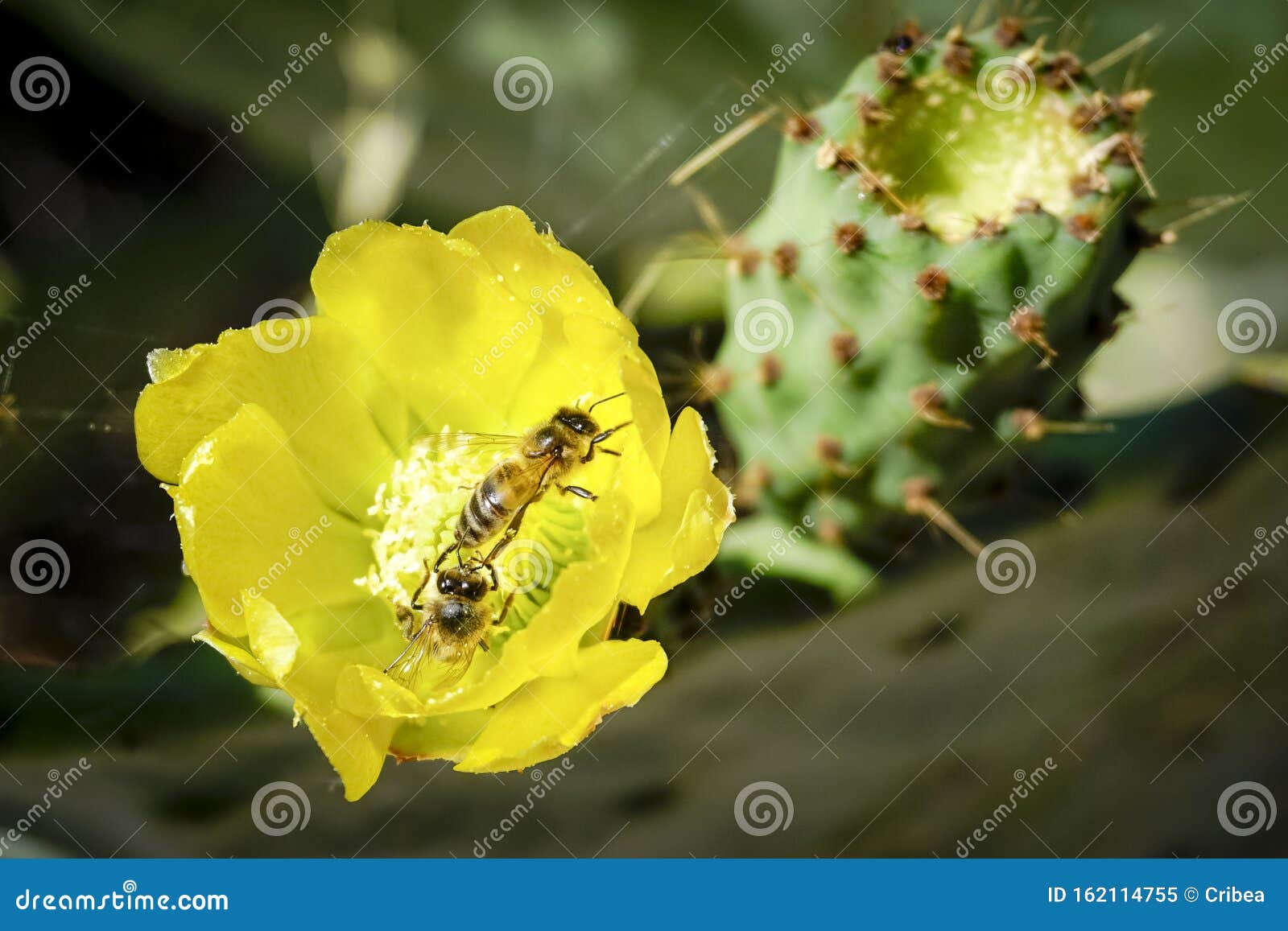 opuntia ficus-indica, commonly known as, among others, prickly pear, fig tree, palera, prickly pear, prickly pear