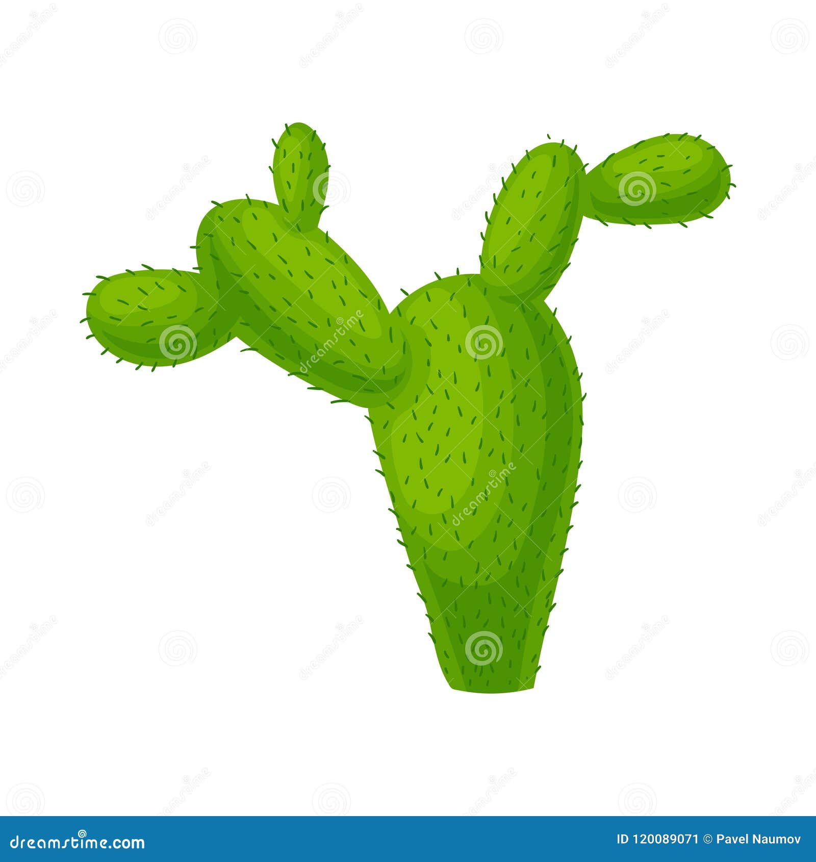 Desenho de cacto espinhoso verde com flores isoladas em uma ilustração  vetorial de fundo branco