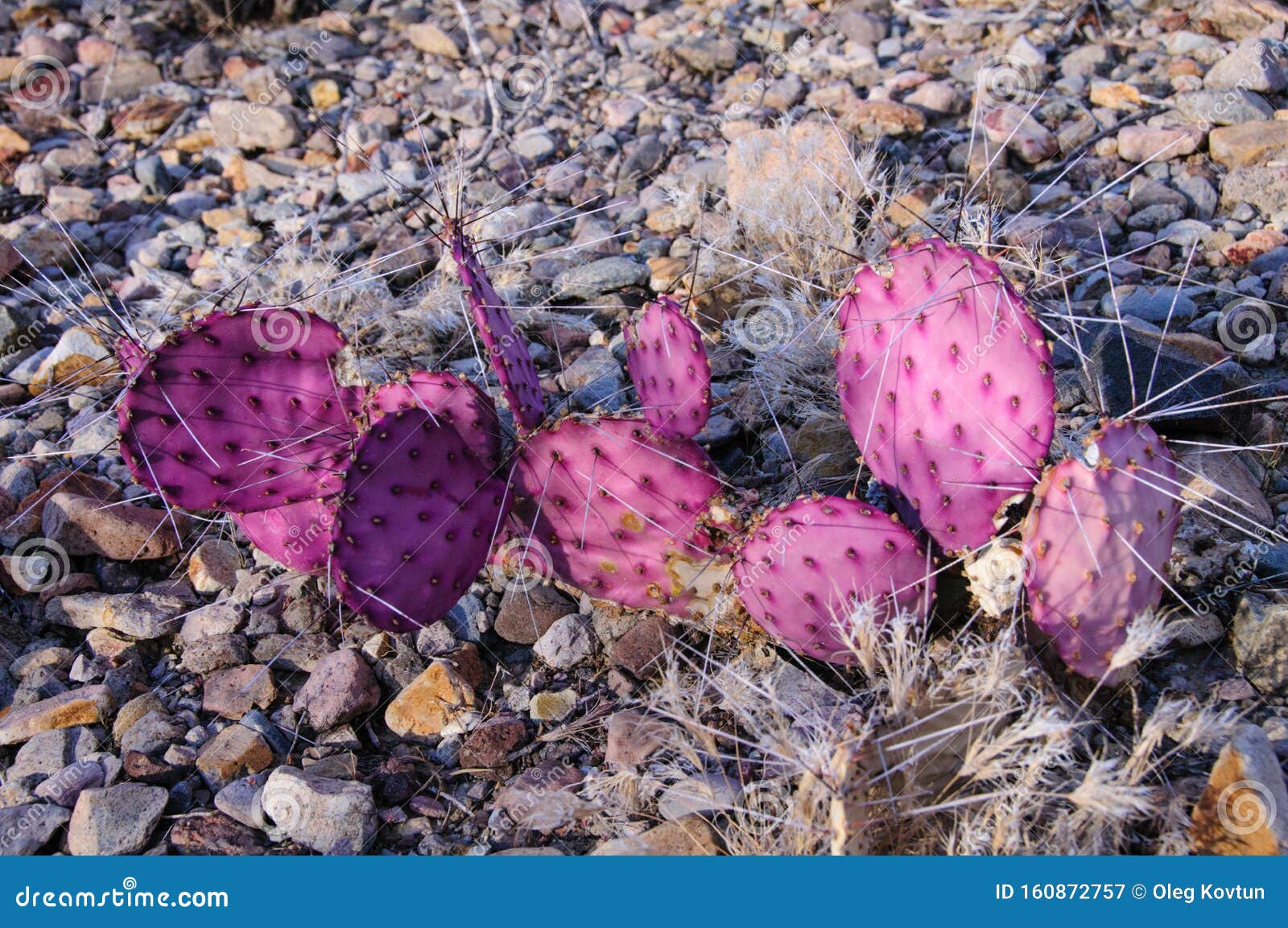 Opuntia Macrocentra Purple Prickly Pear Cactus Stock Image Image Of Life Colorful 160872757