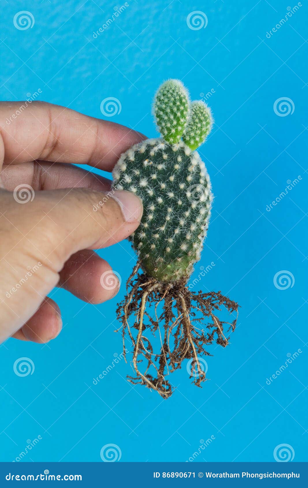 Opuntia Root Stock Photos Free & RoyaltyFree Stock Photos from