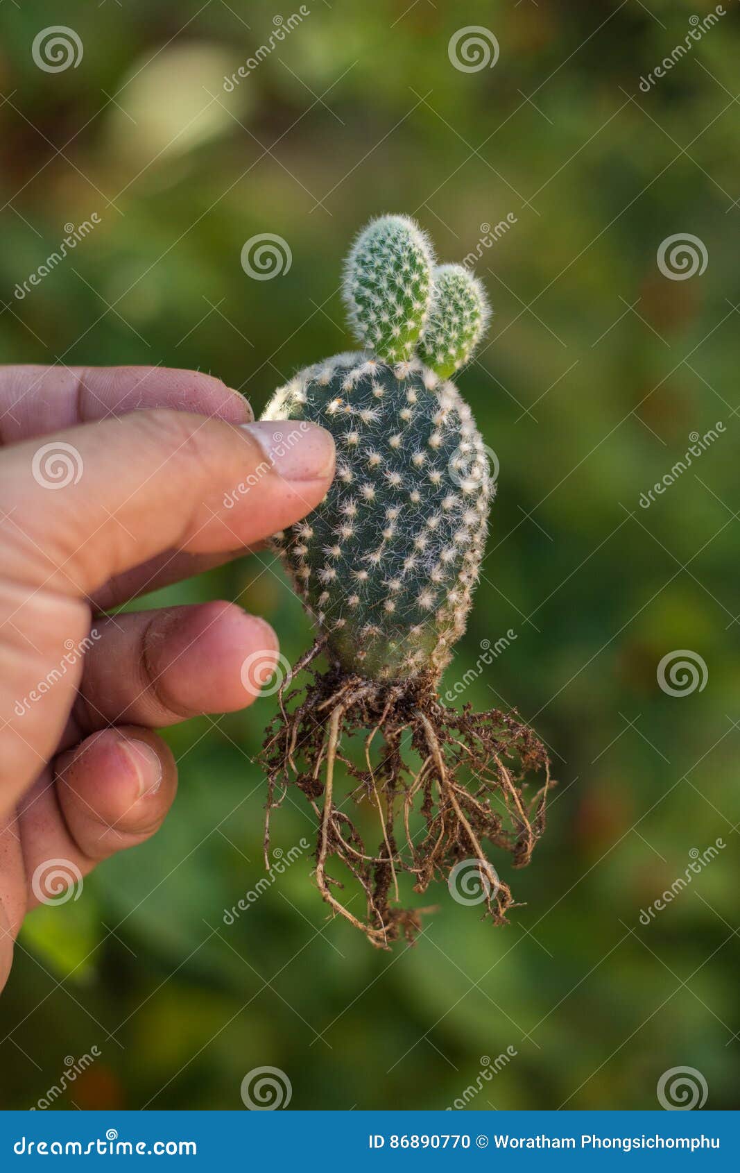 Opuntia Microdasys and Root Stock Photo Image of vegetation, cactus