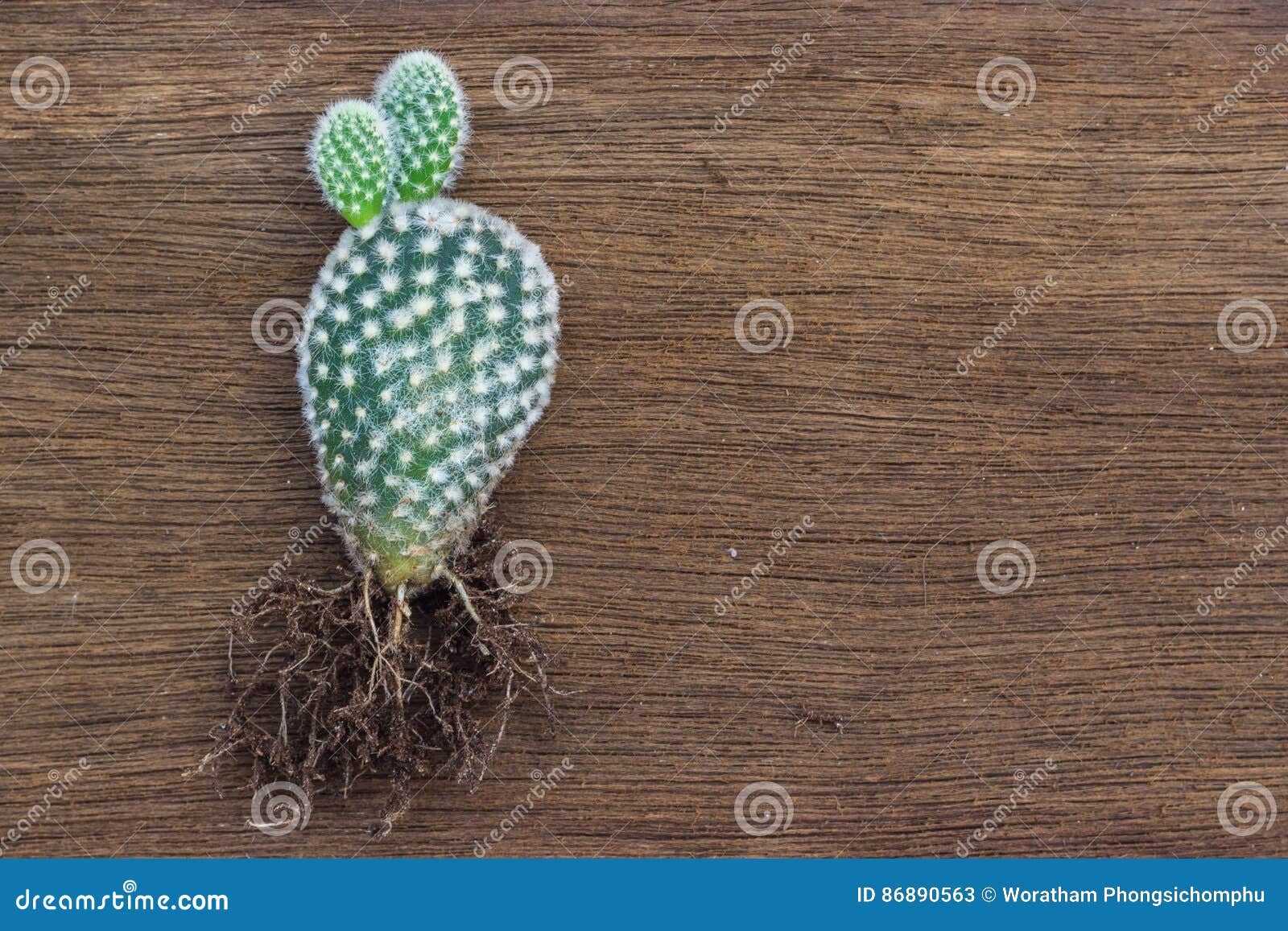 Opuntia Microdasys and Root Stock Image Image of soil, opuntia 86890563
