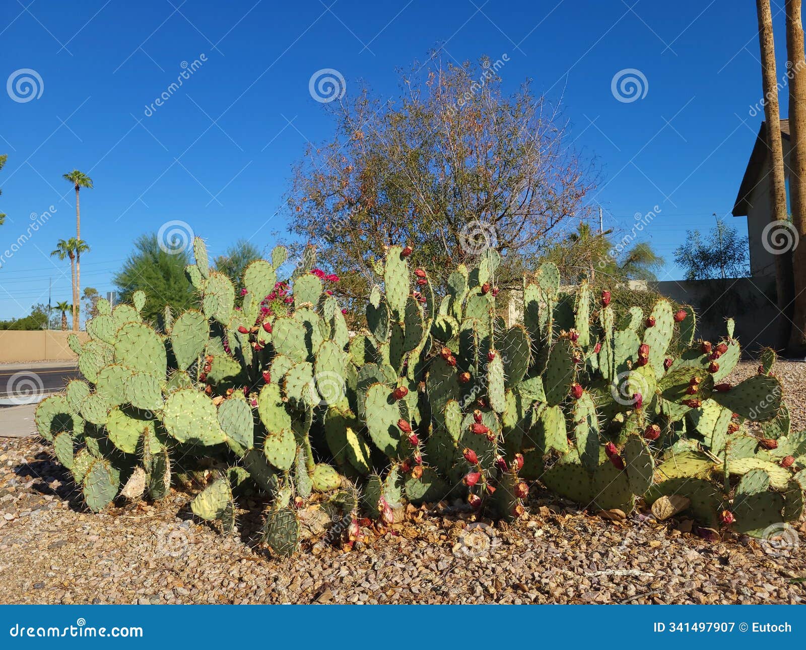 opuntia phaeacantha with red fruits in xeriscaping