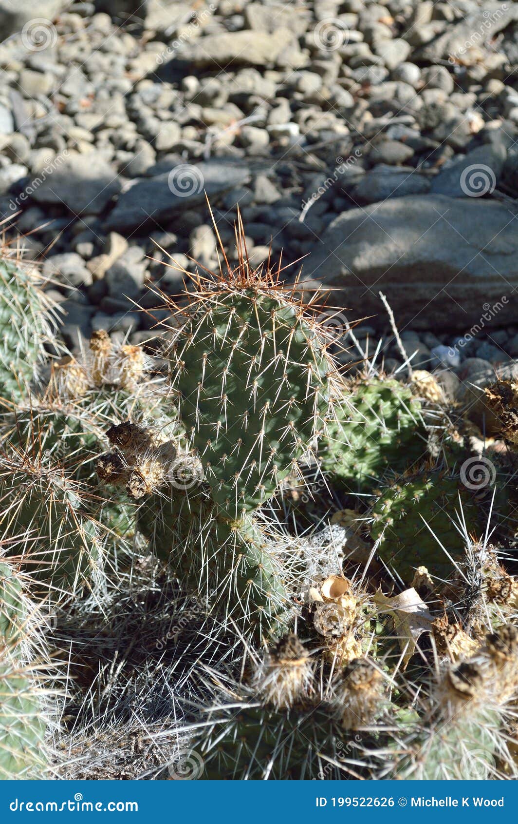 Opuntia Polyacantha Prickly Pear Cactus Plains Cactus Panhandle Pricklypear Vertical Stock Photo Image Of Family Outside 199522626