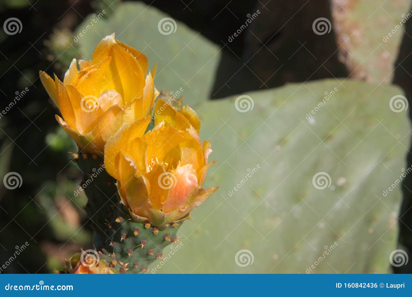 opuntia, prickly pear or cactus flower from which the prickly pear is obtained as fruit