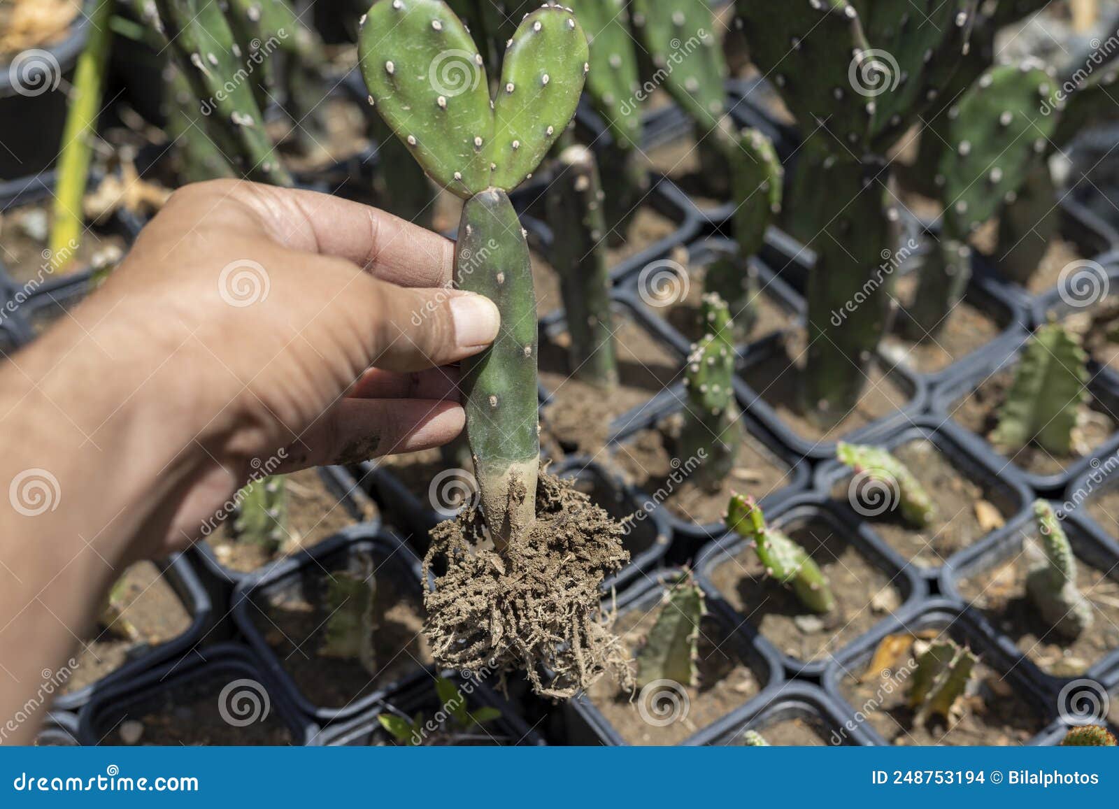 Opuntia Quimilo Cactus Holding in Hand with Roots Stock Photo Image