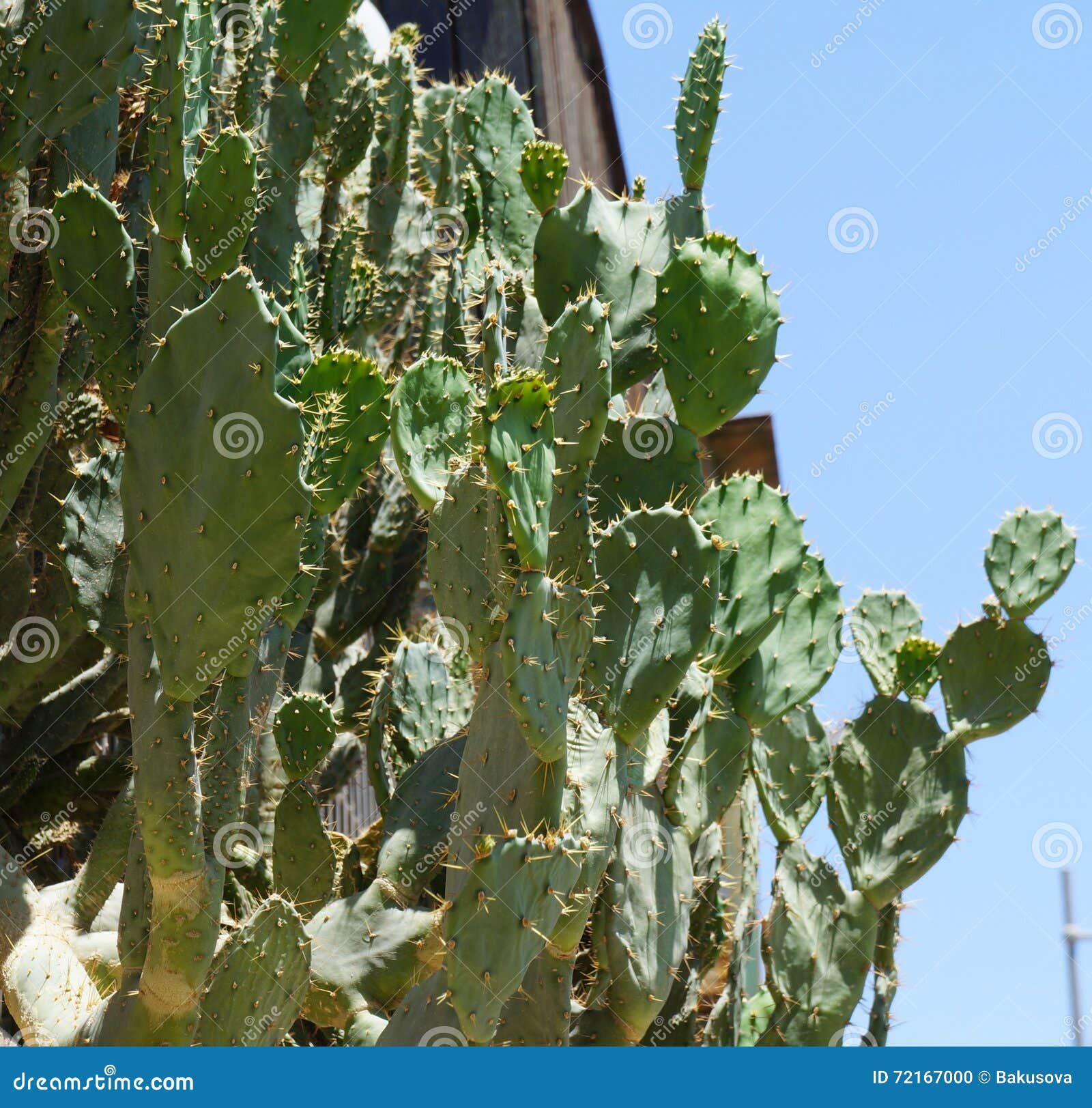 opuntia robusta cactus
