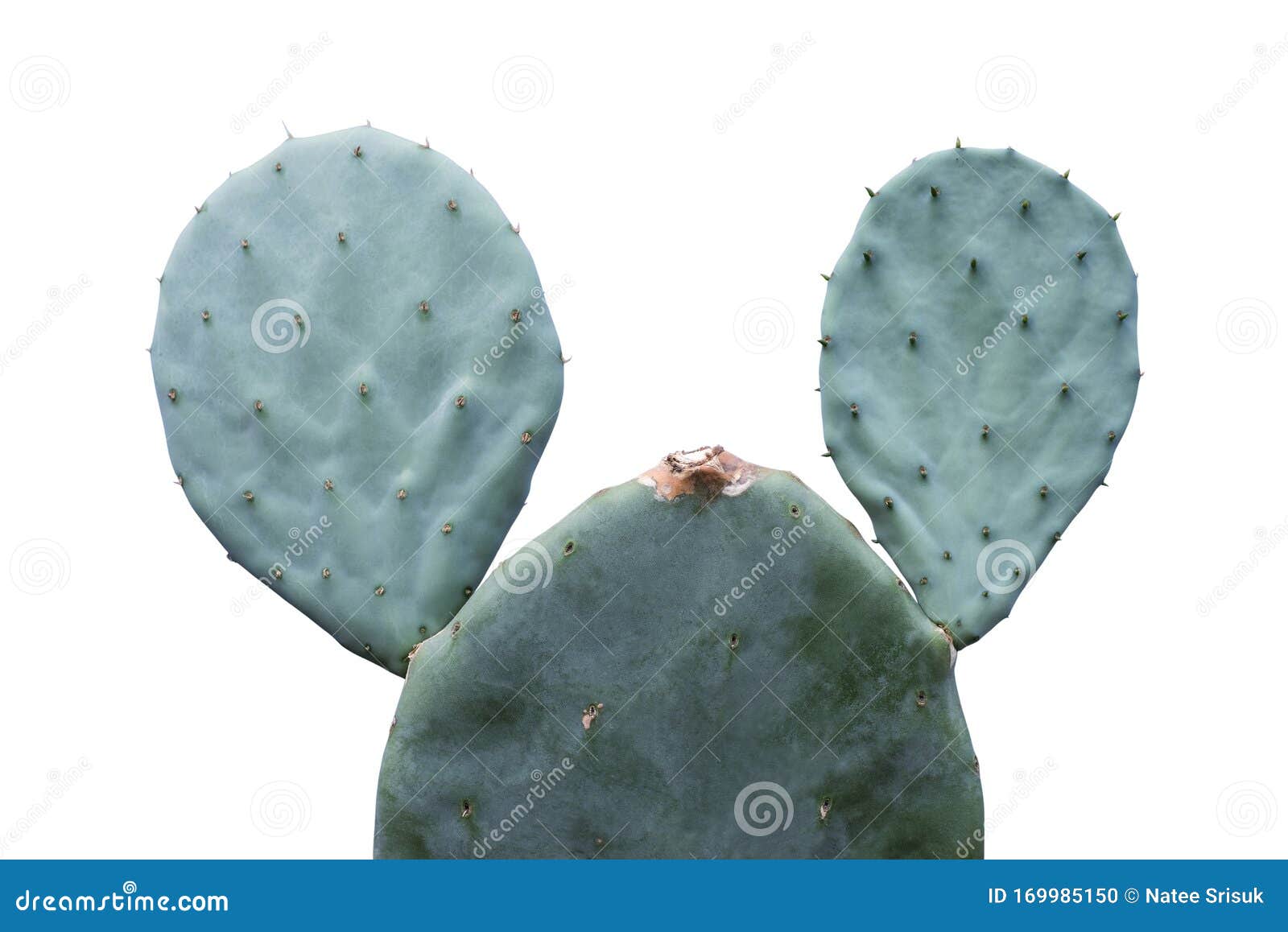 opuntia robusta cactus  on white background