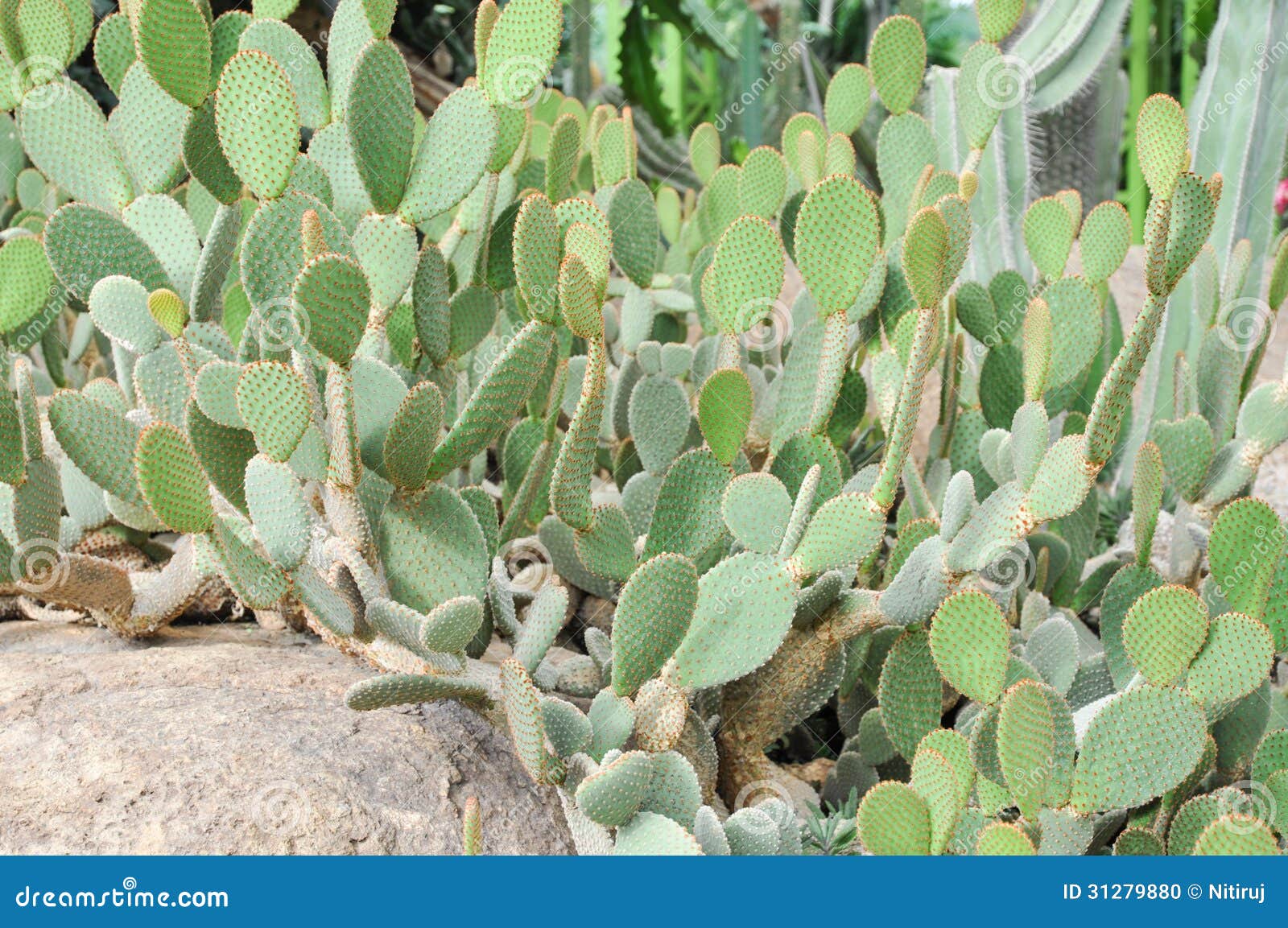Opuntia stricta cactus stock photo. Image of flower, gardens 31279880