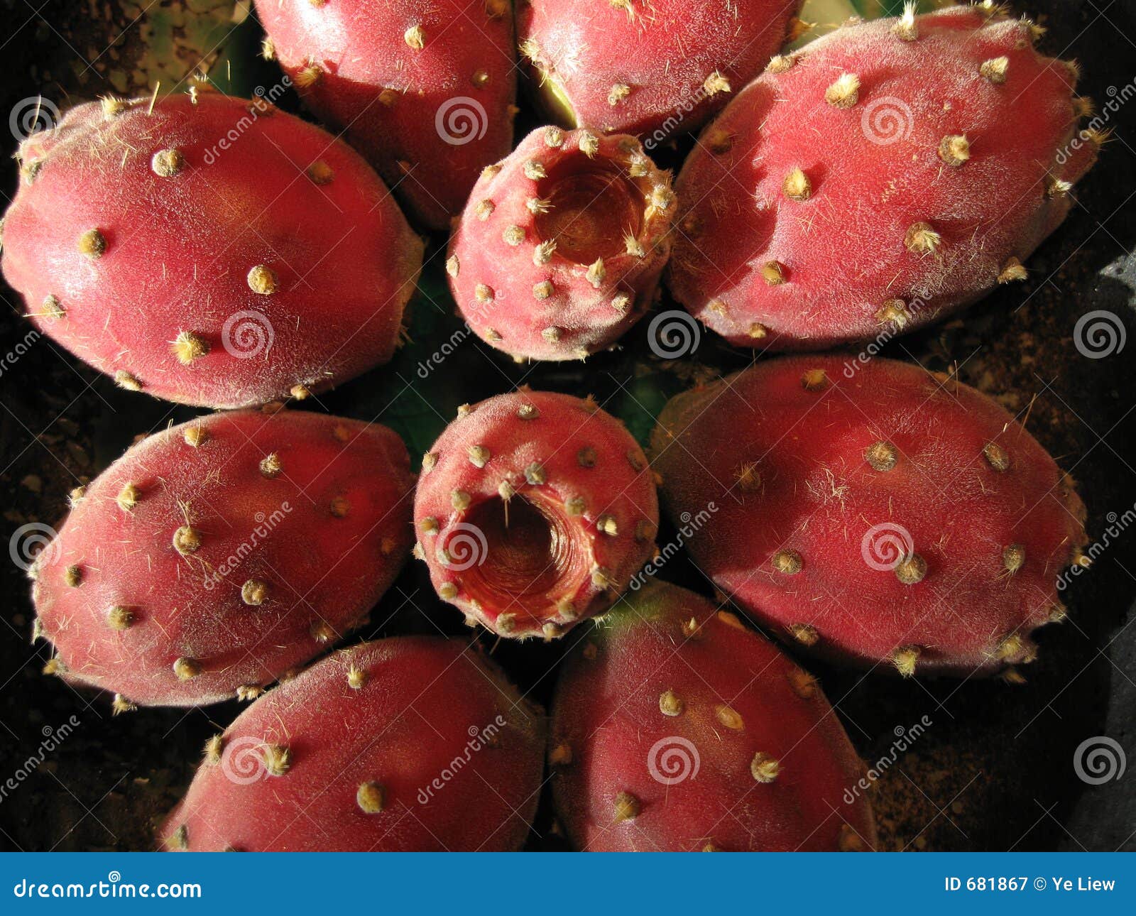 Opuntia Tuna 4 stock image. Image of blood, juicy, nopalito 681867