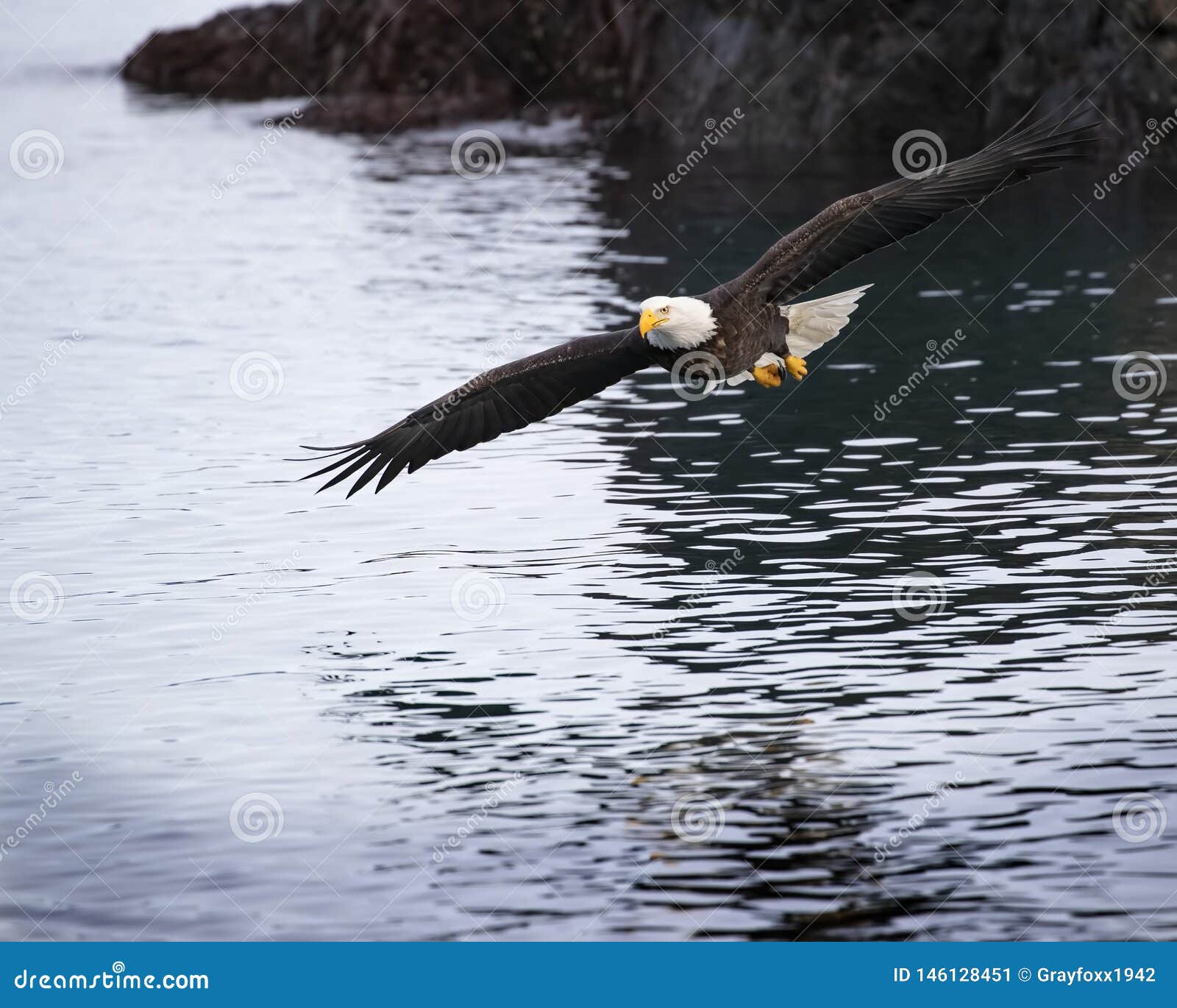 Opérations bancaires adultes d'Eagle chauve au-dessus de baie de Katchemak. Eagle chauve volant bas au-dessus de la baie de Katchemak, recherchant le peu des harengs jetés en l'air par le capitaine de bateau