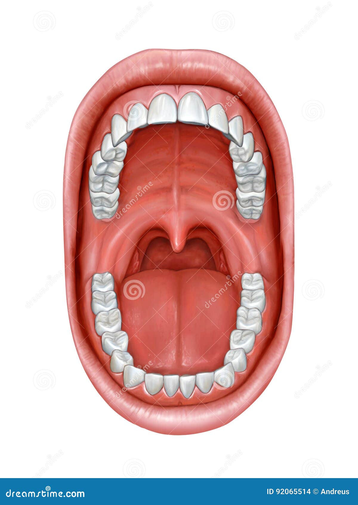 oral cavity anatomy