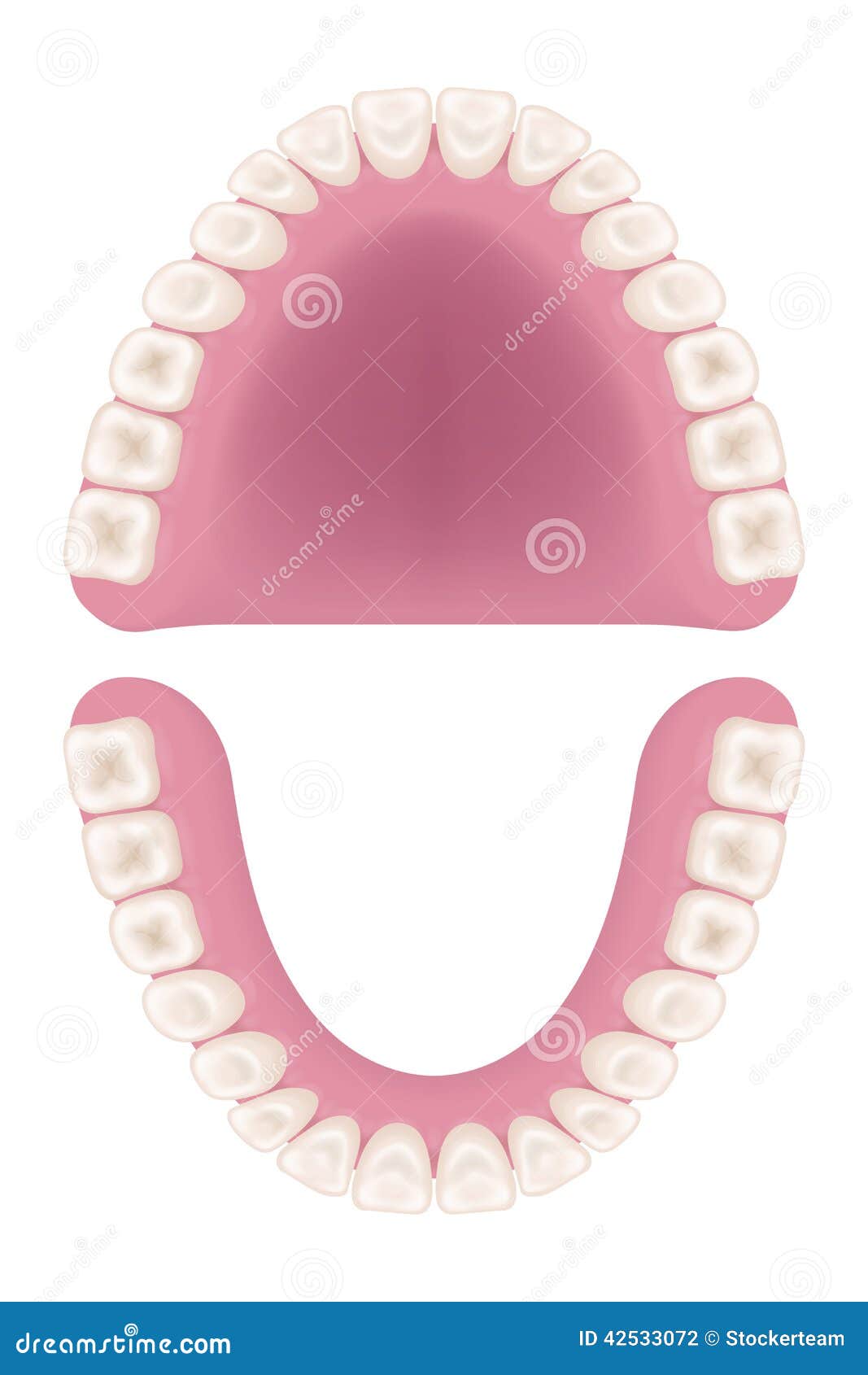 Oral Cavity. Human Open Mouth Anatomy Model Cartoon Vector