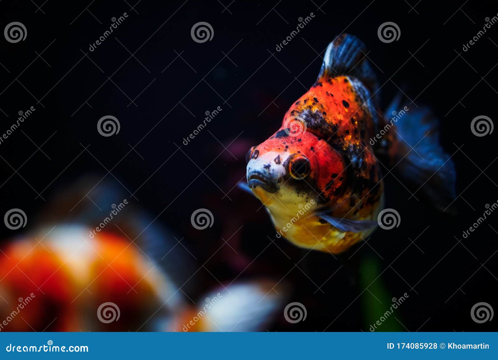 Oranda Gold Fish in the Aquarium Tank. Red Fish Swimming Around the  Aquarium Stock Photo - Image of goldfish, gold: 174085928