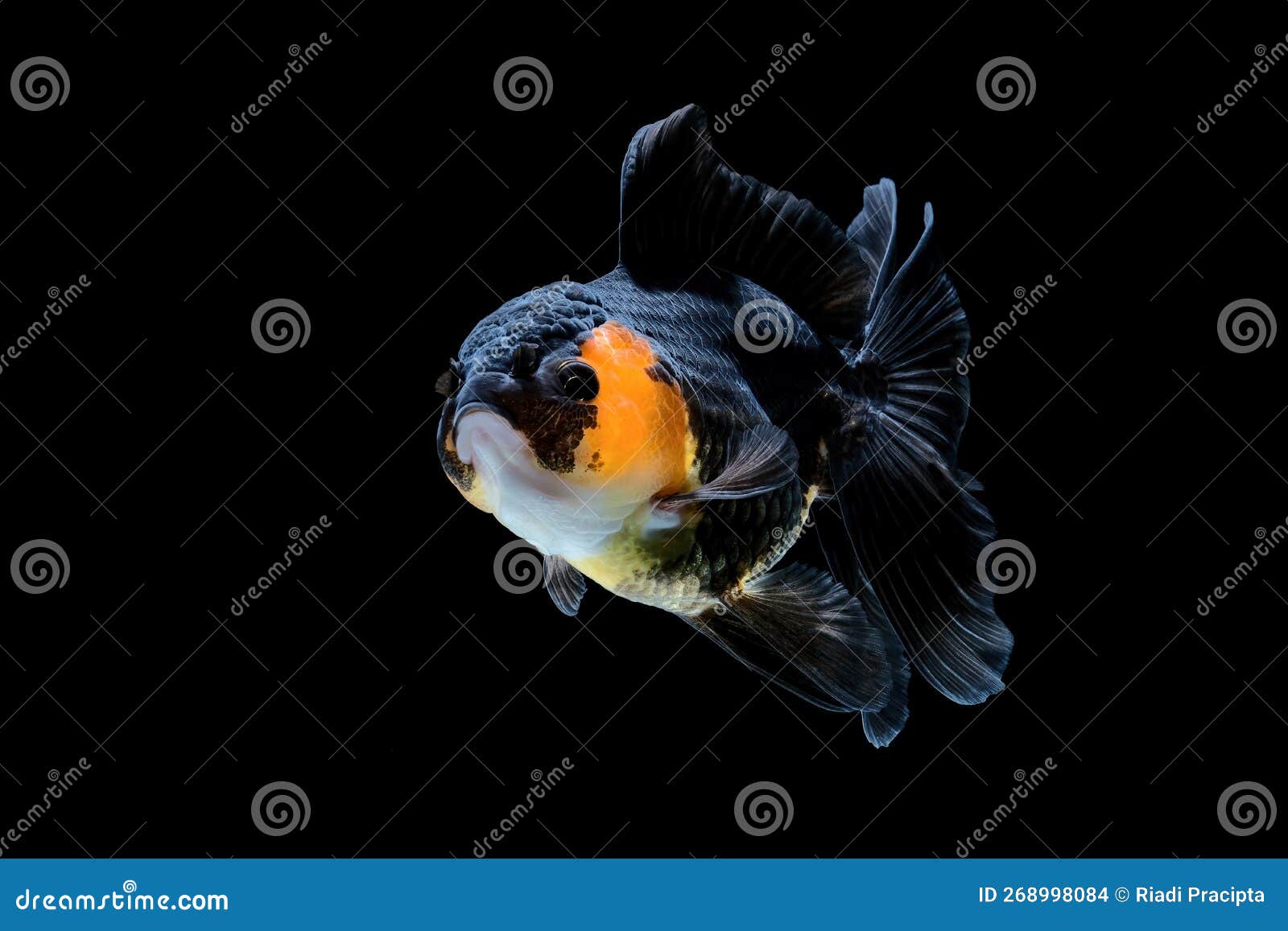 Oranda Gold Fish on Black Back Ground Stock Photo - Image of cute, borneo:  268998084