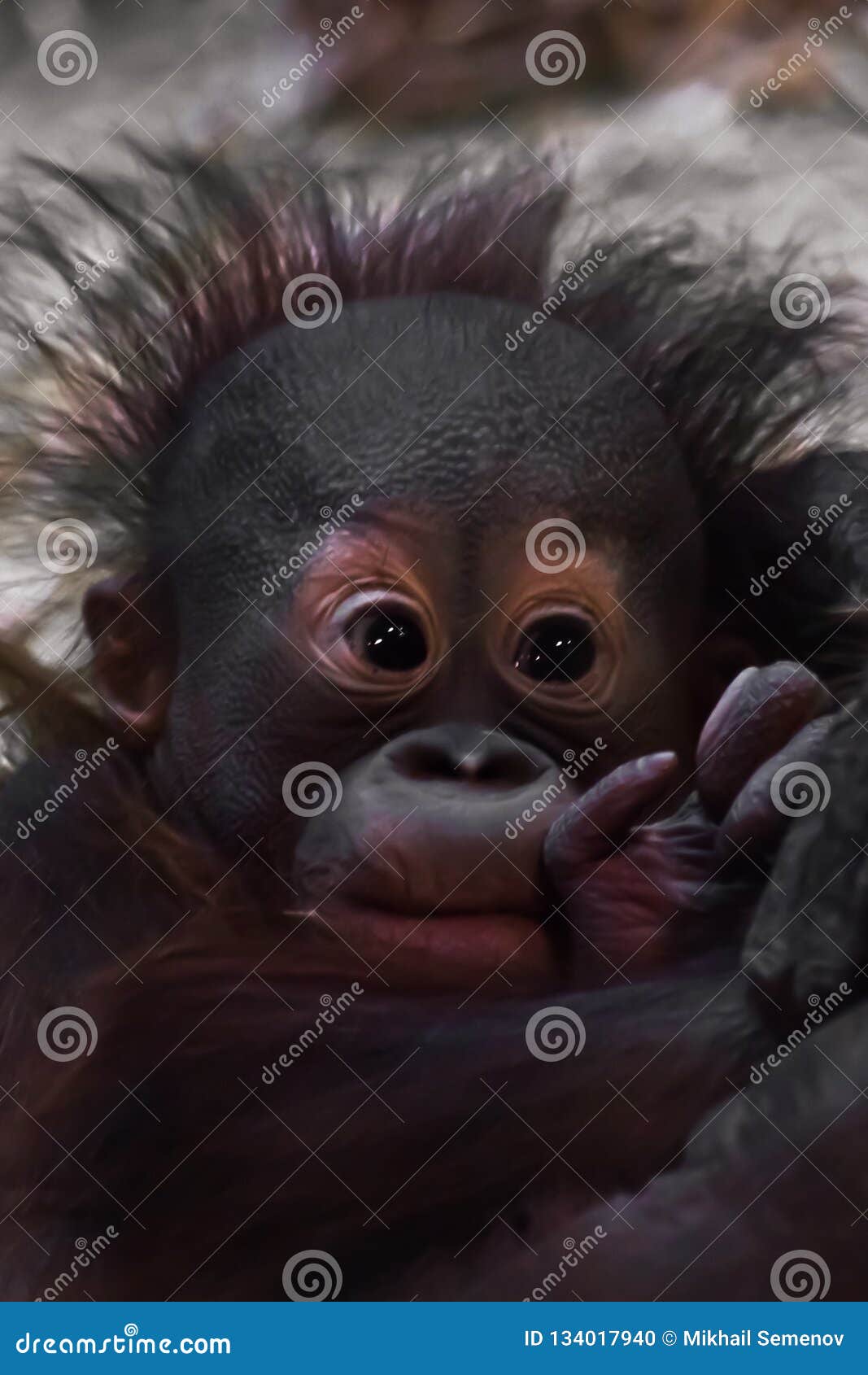 Orang Outan Mignon De Bebe Main Douce Photo Stock Image Du Petit Animal Orang Outan Mignon De Bebe Main Douce Photo Stock Image Du Petit Animal