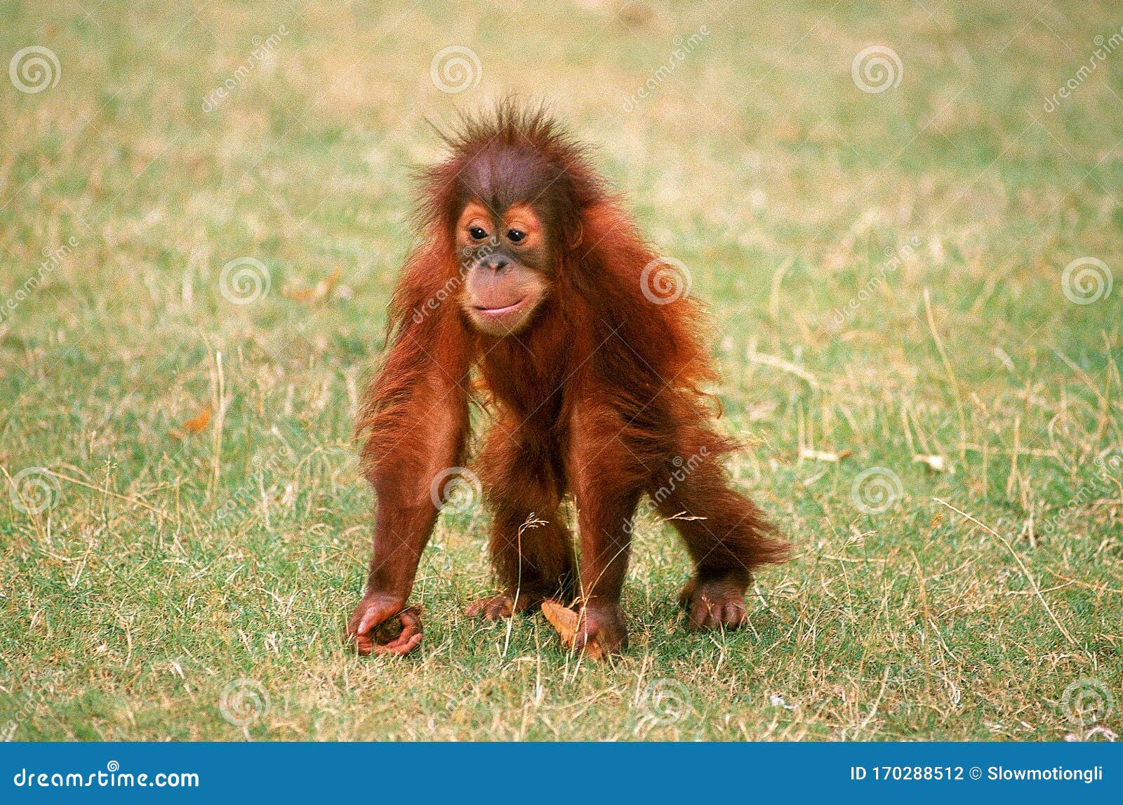 173 Orang Outan Photos Free Royalty Free Stock Photos From Dreamstime