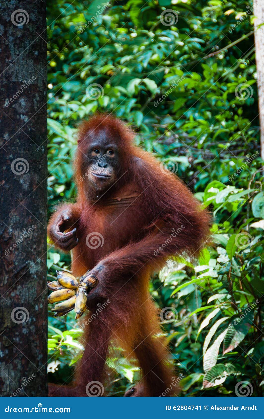 Orang Utang  Standing With Banana In Hand Stock Image 