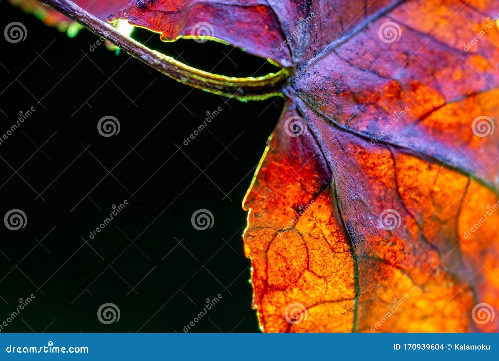 Orange Acer Leaf Vein Texture. Macro Shot. Black Background Stock Photo