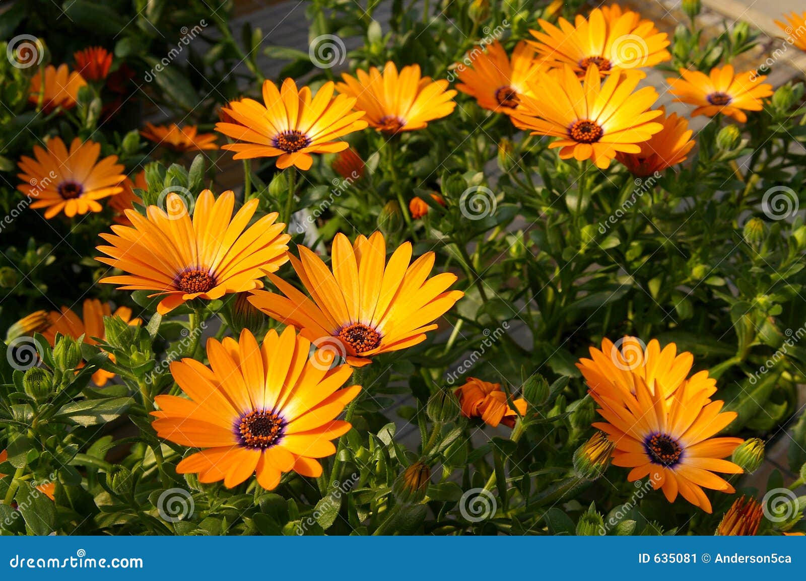 Orange African Daisy stock image. Image of bloom, garden 635081