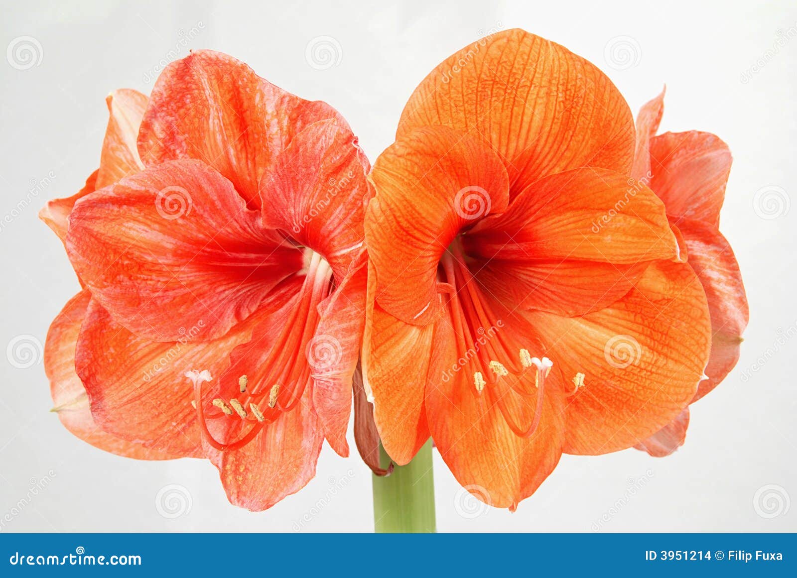 orange amaryllis flower