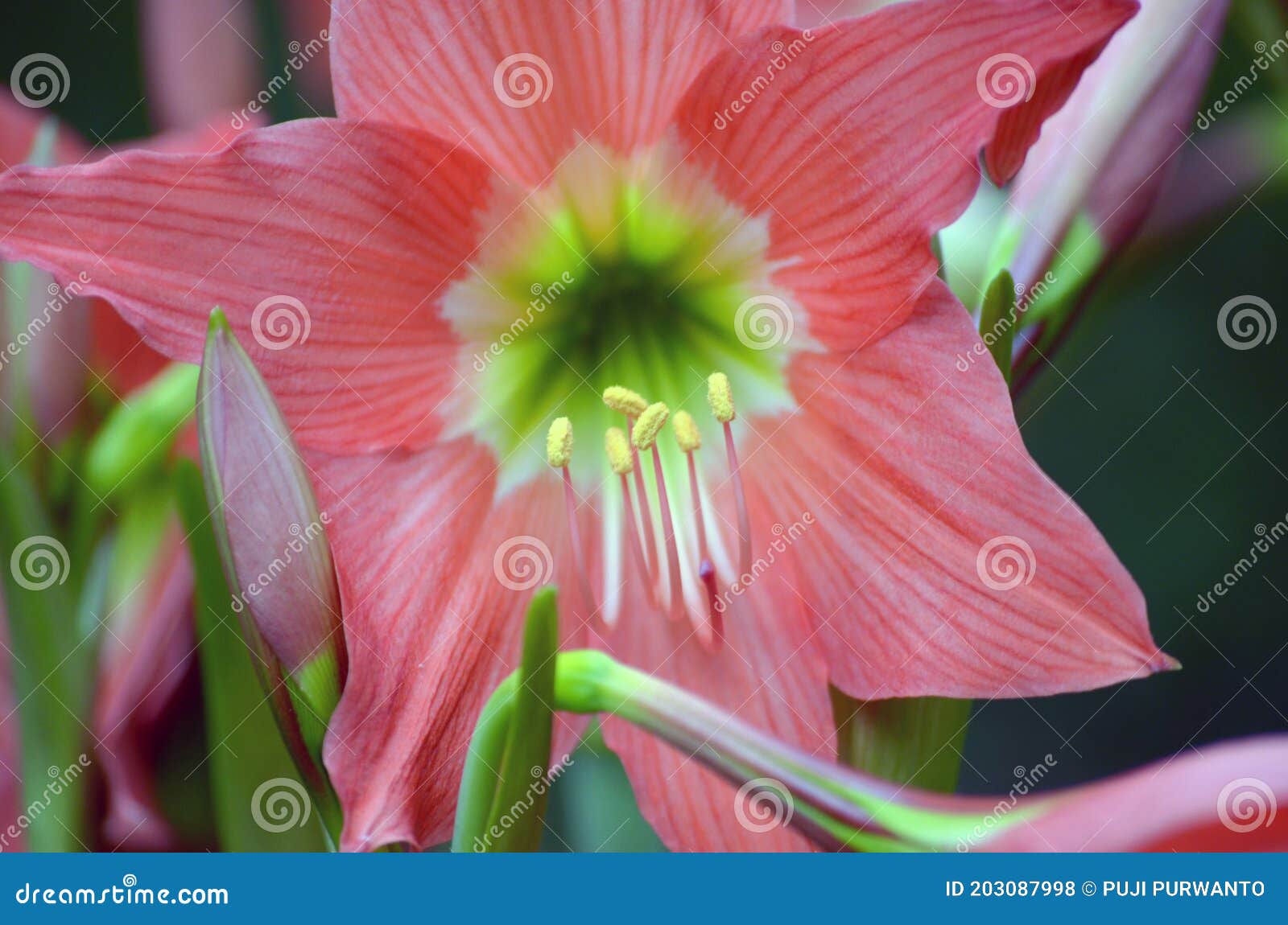Orange Amaryllis Flower Blooms Stock Photo - Image of plant, artikel:  203087998