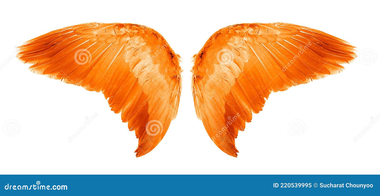 Orange Angel Wings an Isolated on White Background Stock Image Image