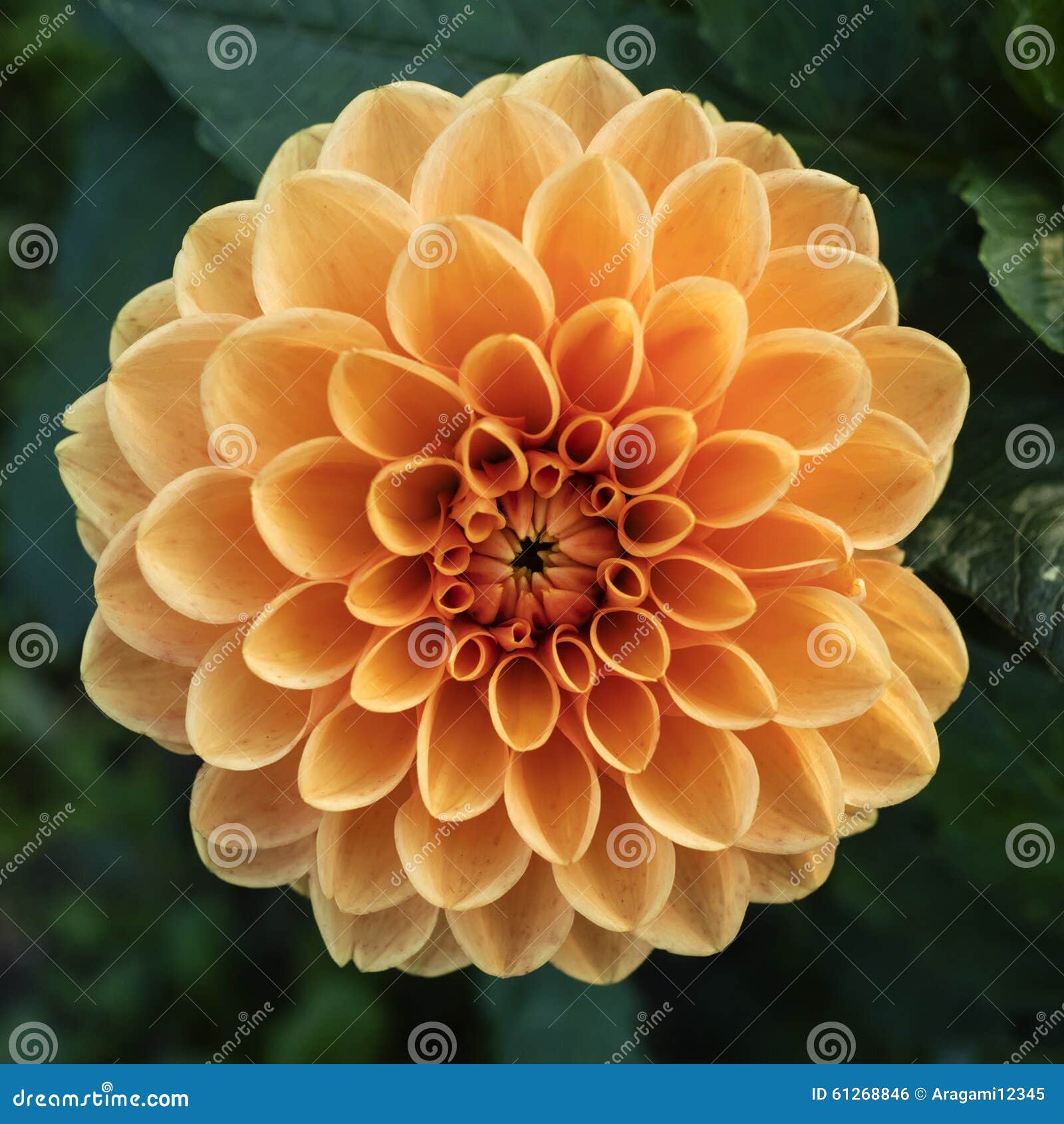 Orange  aster  flower stock photo Image of fresh bouquet 