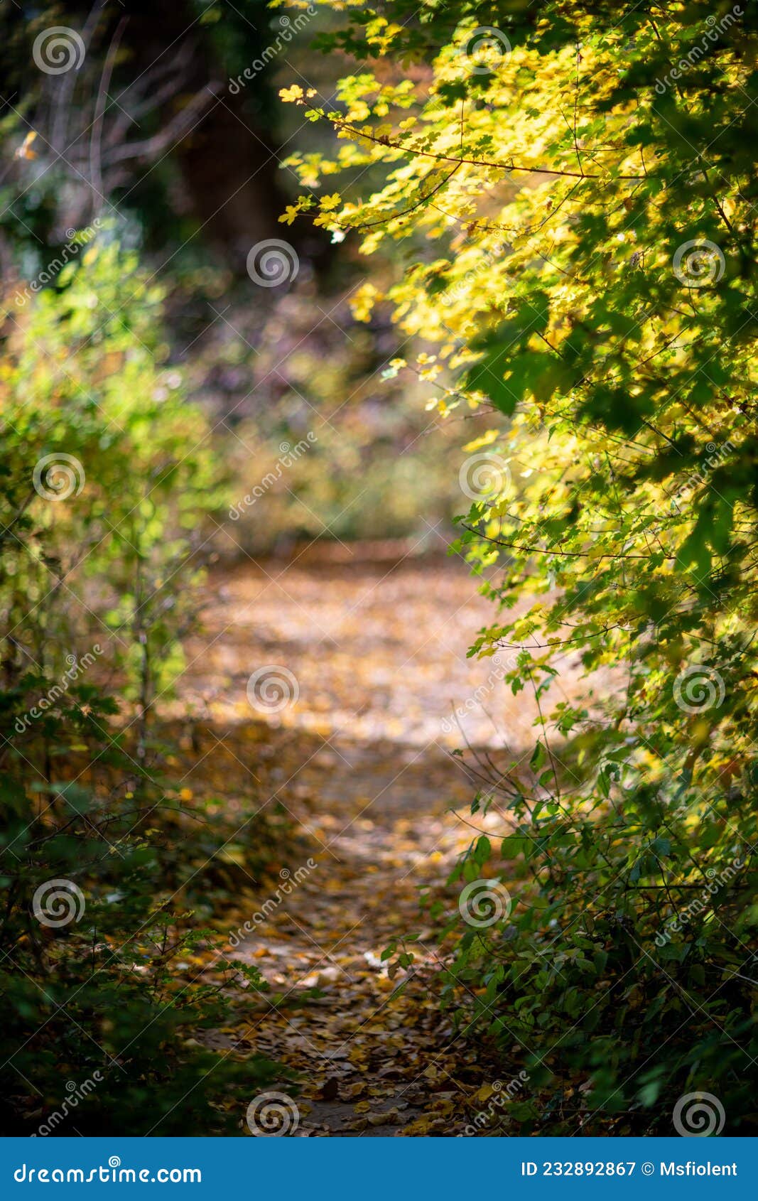 Orange Autumn Bokeh Background from Nature Forest Out of  ,design Element Stock Image - Image of yellow, plant: 232892867