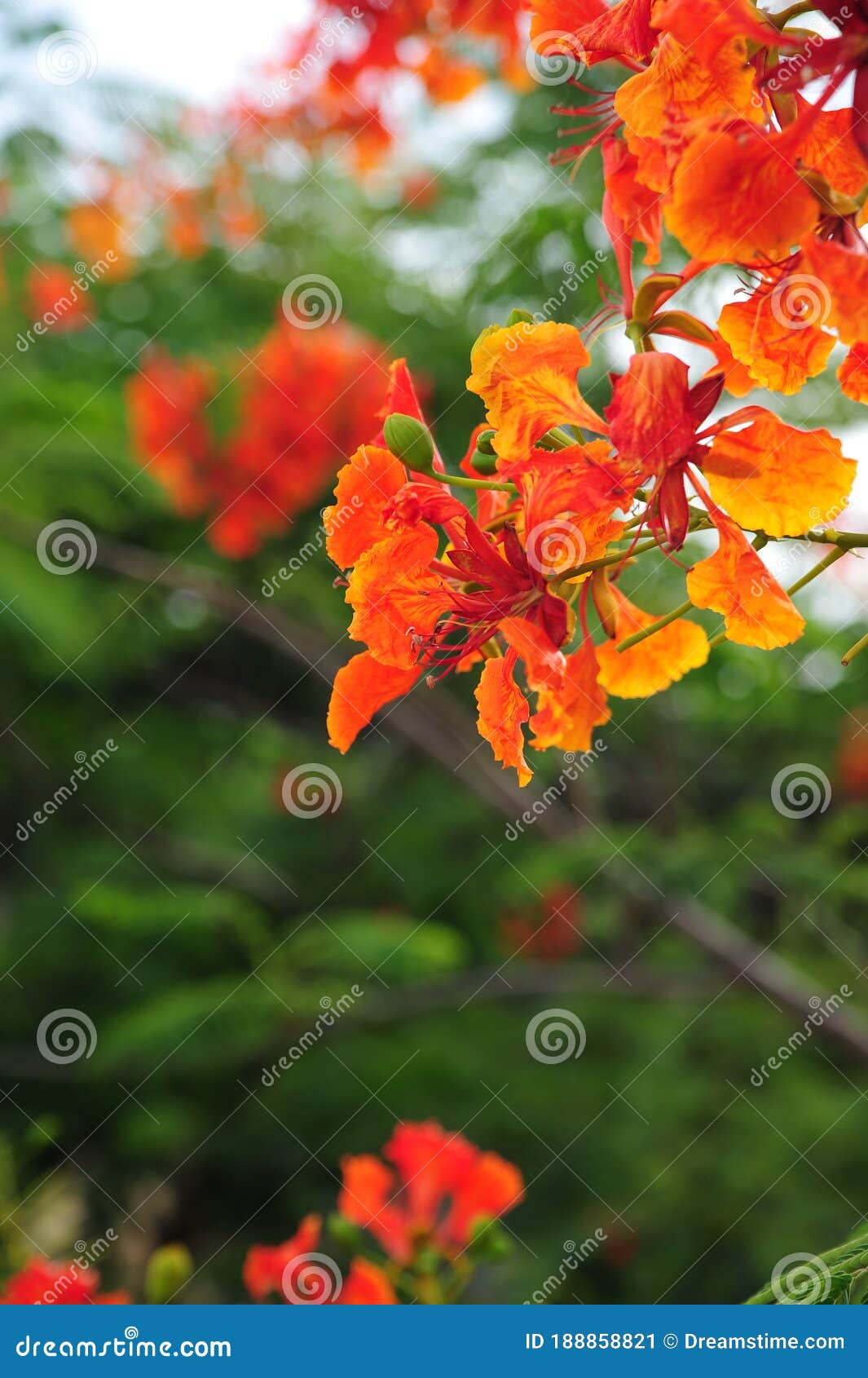 Orange Autumn Flower in the Tree Stock Image Image of brush, maple