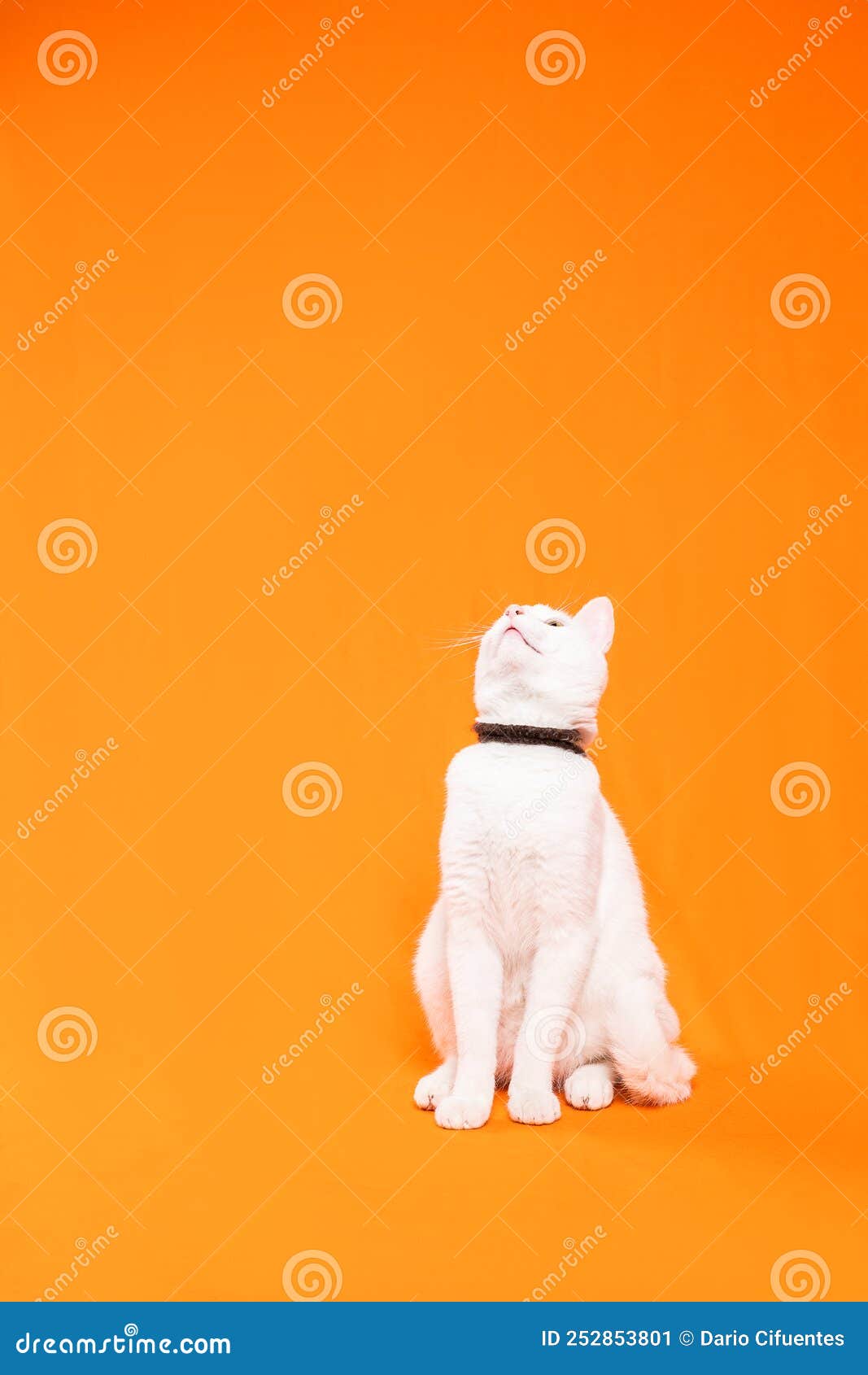 very small white cat curiously looks up, orange background
