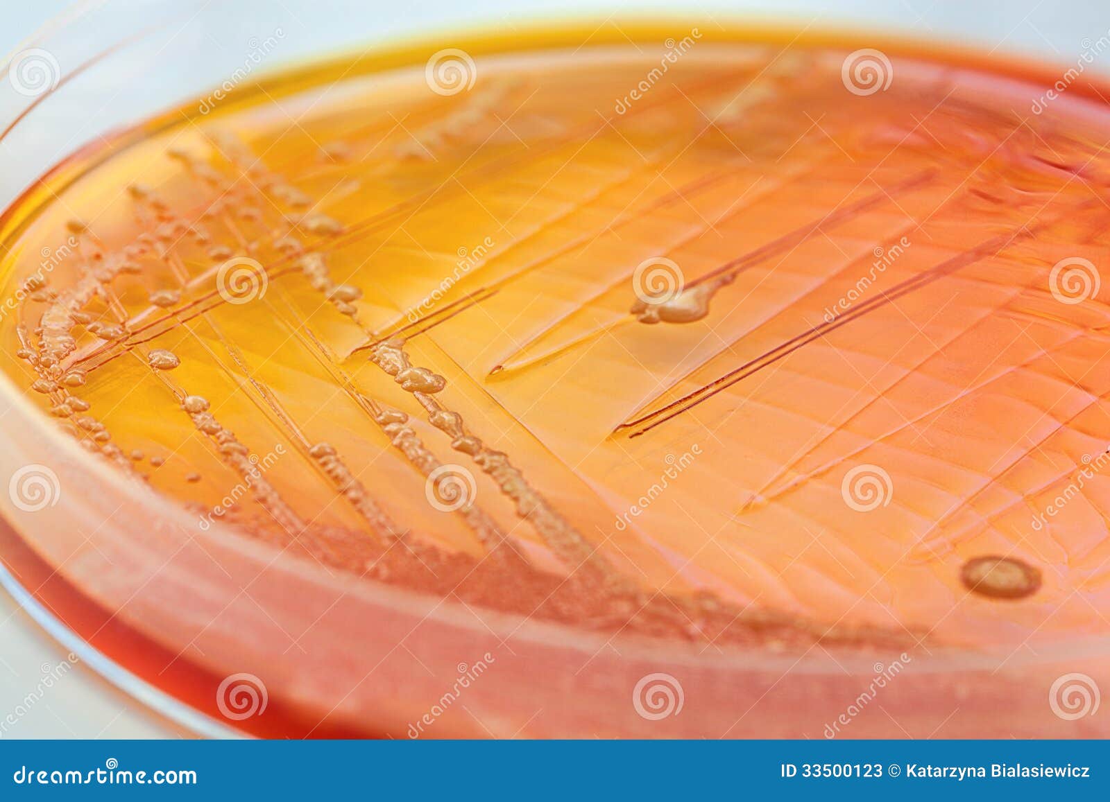 Orange bacteria stock image. Image of bacteriology, clear 33500123
