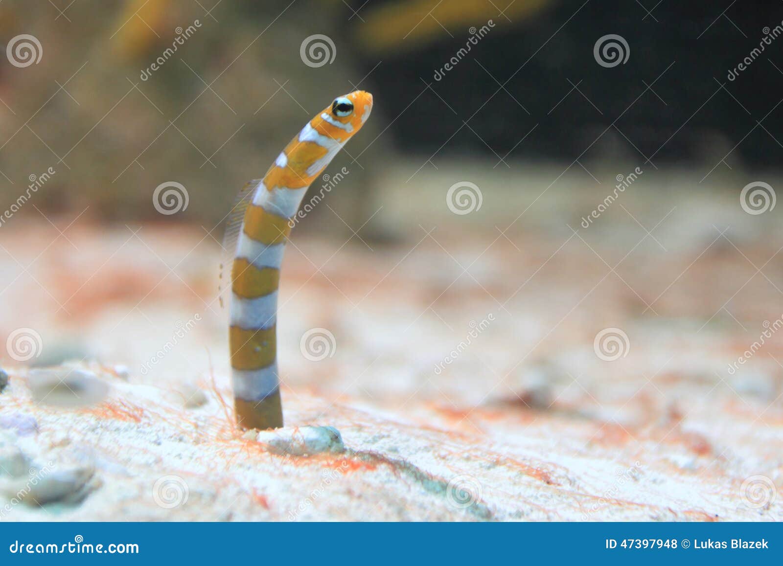 Orangebarred garden eel stock photo. Image of life, splendid 47397948