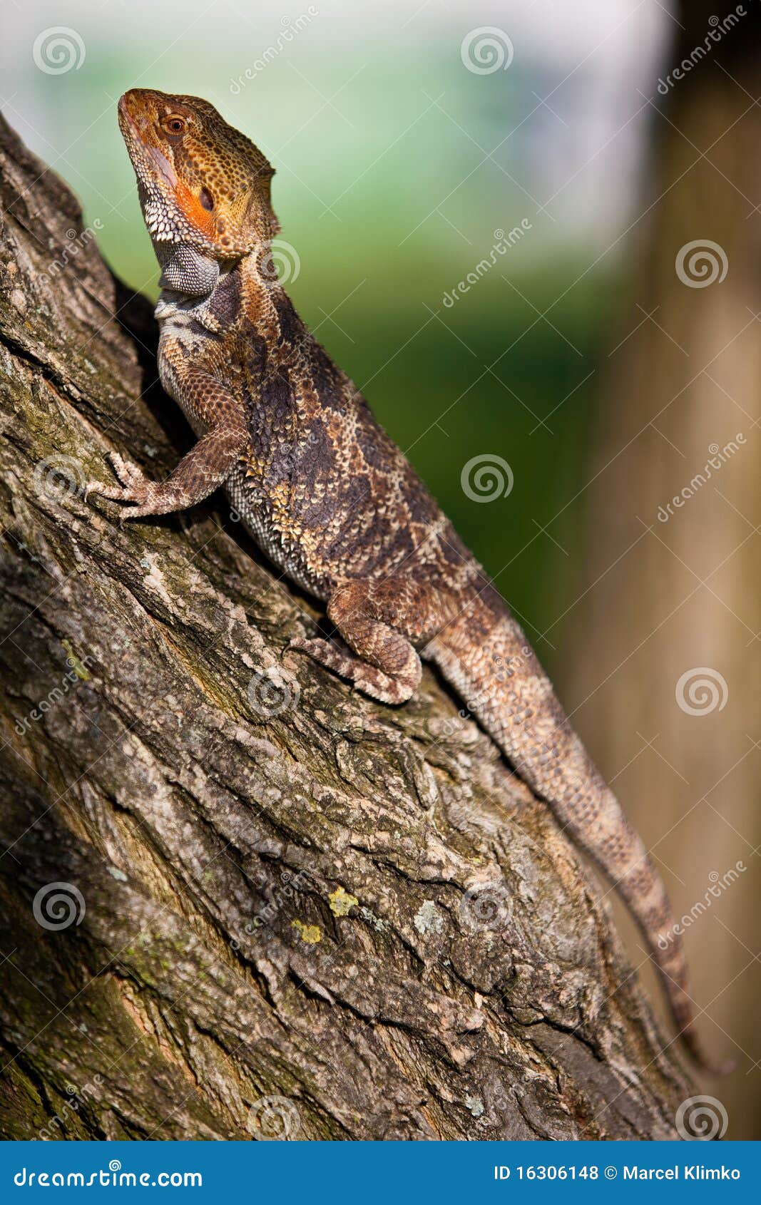 Orange Bearded Dragon On The Tree Stock Photo - Image ...