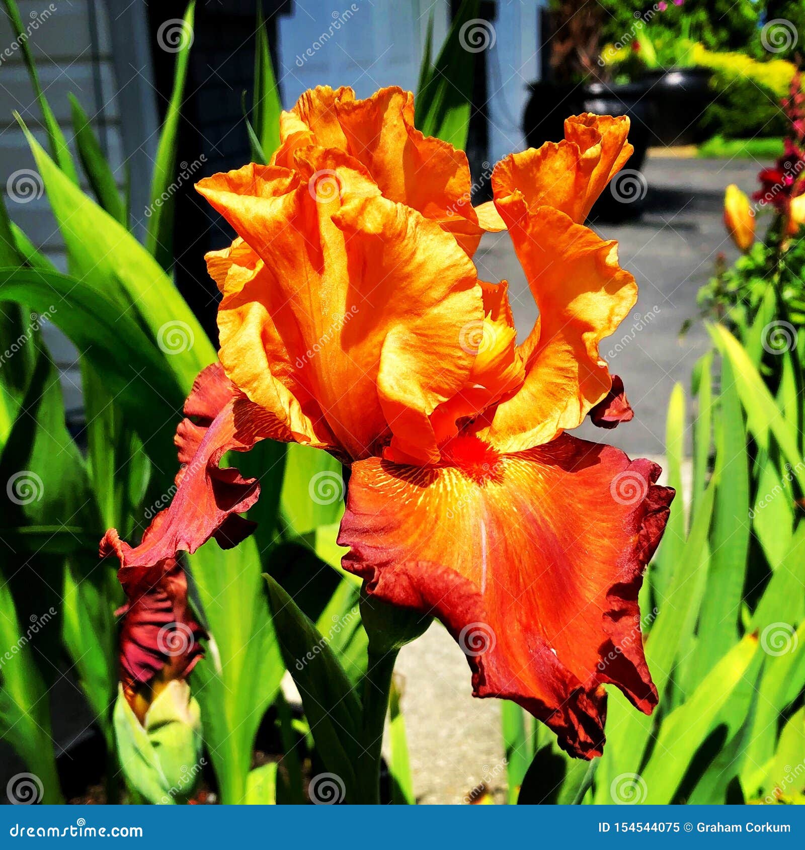 Orange bearded iris stock image. Image of brown, bearded 154544075
