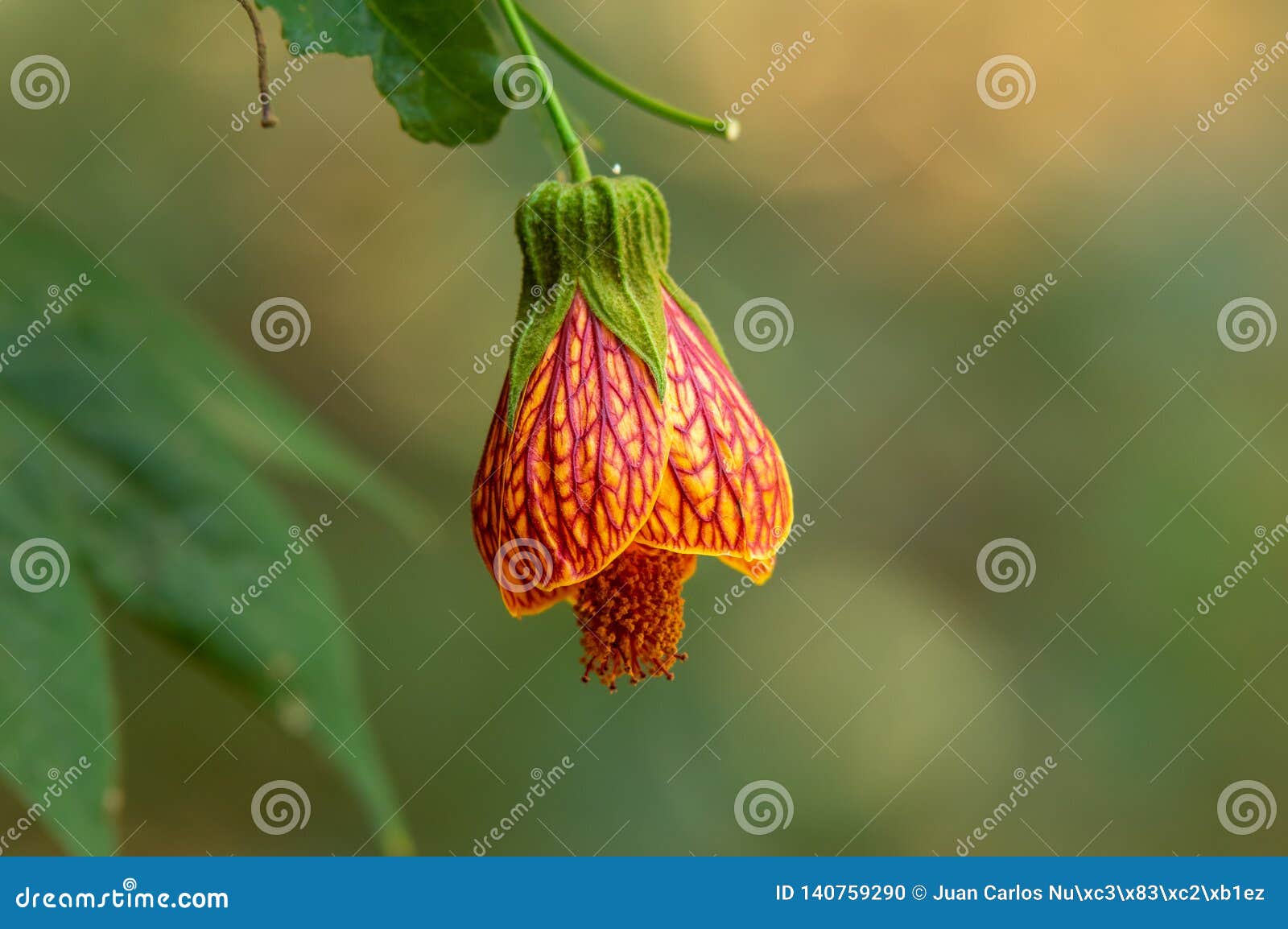Orange Bell Flower Hanging from Plant Stock Photo Image of macro