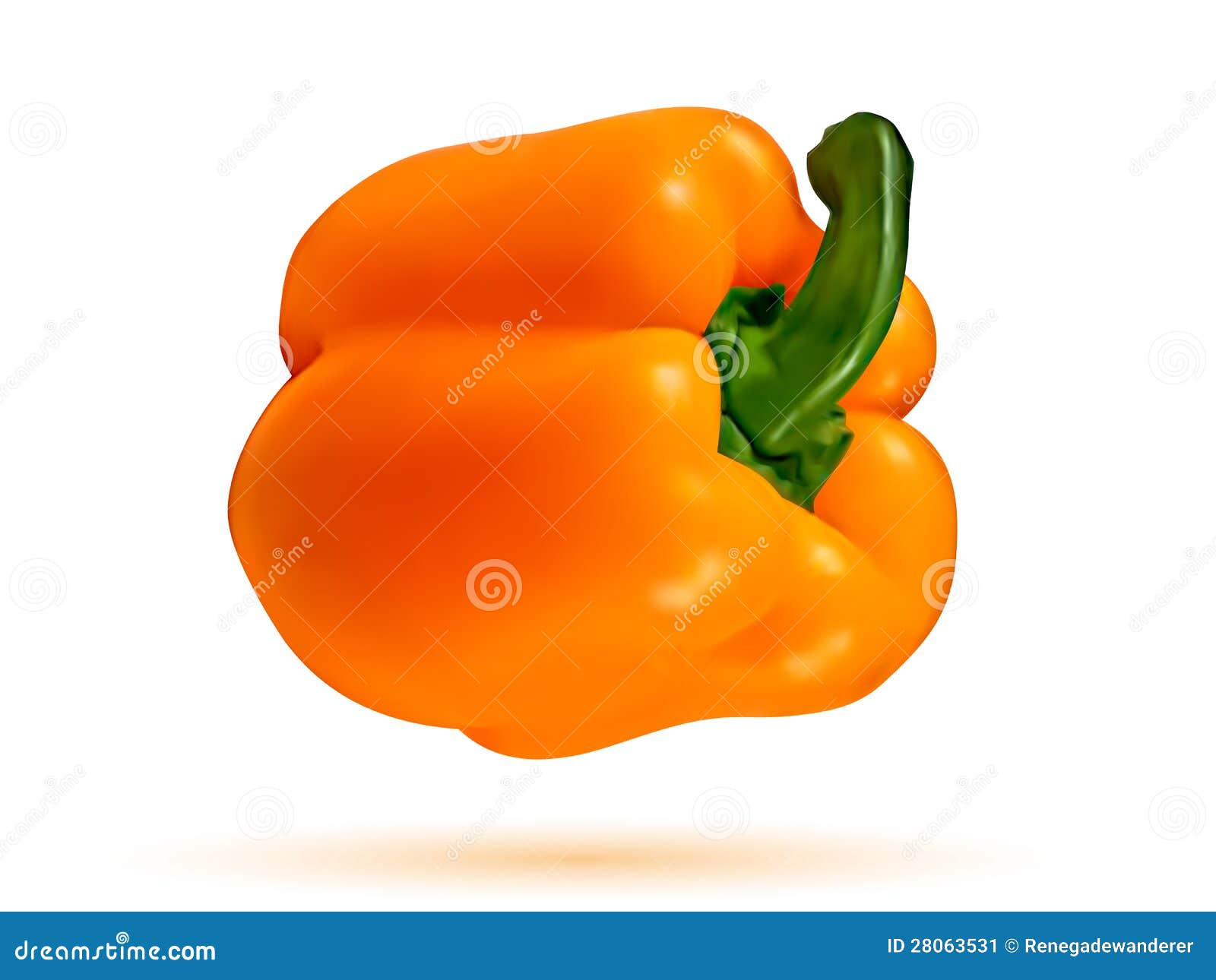 Orange bell pepper stock vector. Illustration of vector 28063531