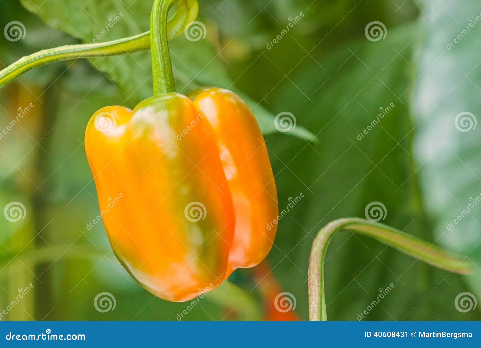 Orange Bell Pepper in a Greenhouse Stock Image Image of crop