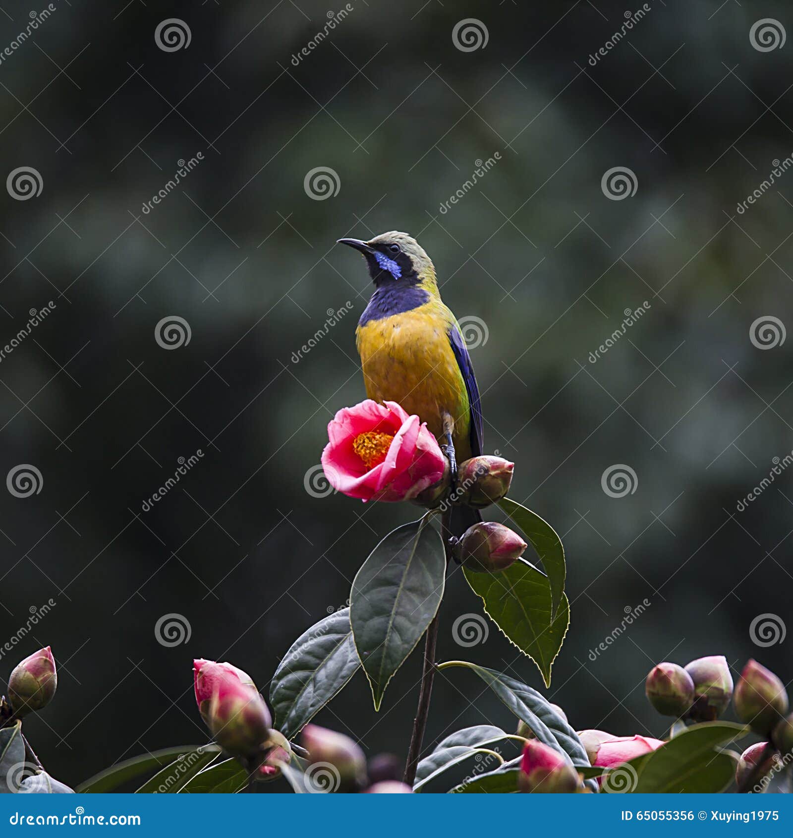 Orange-bellied Flowerpeckers Dicaeum Trigonostigma Beautiful Little ...