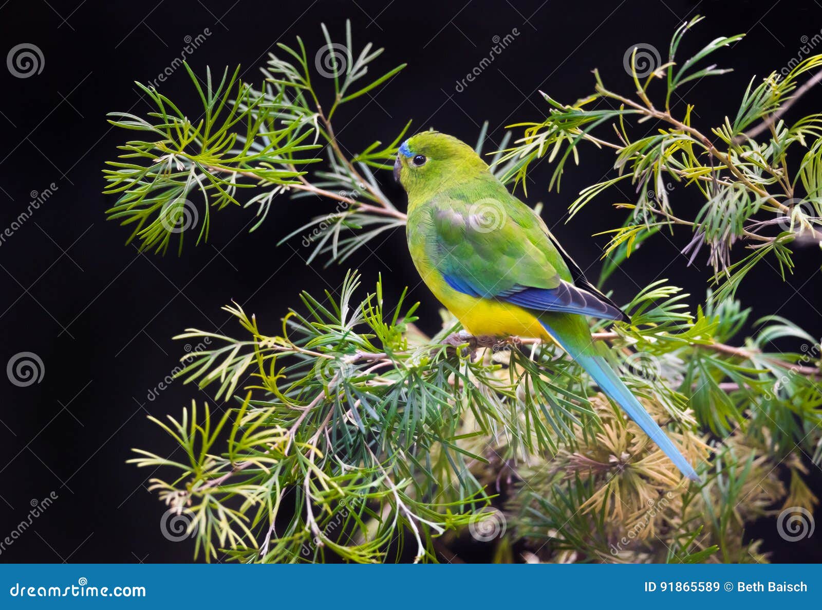 orange bellied parrot critically endangered bird