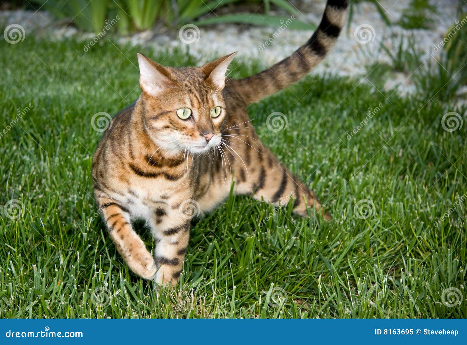 Orange Bengal Cat In Tense Pose Stock Image - Image of ...