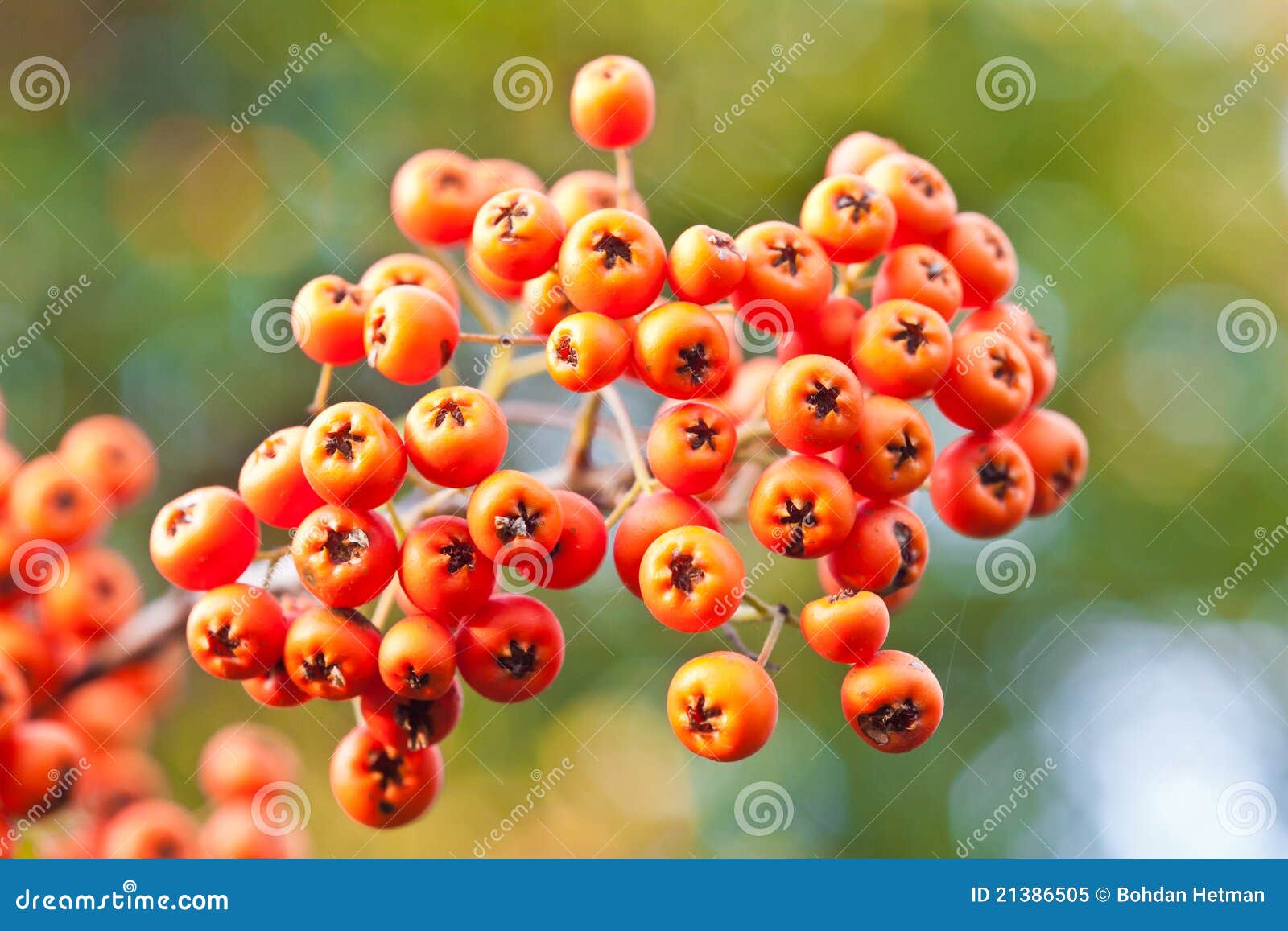 Orange berries stock image. Image of color, gold, horizontal 21386505