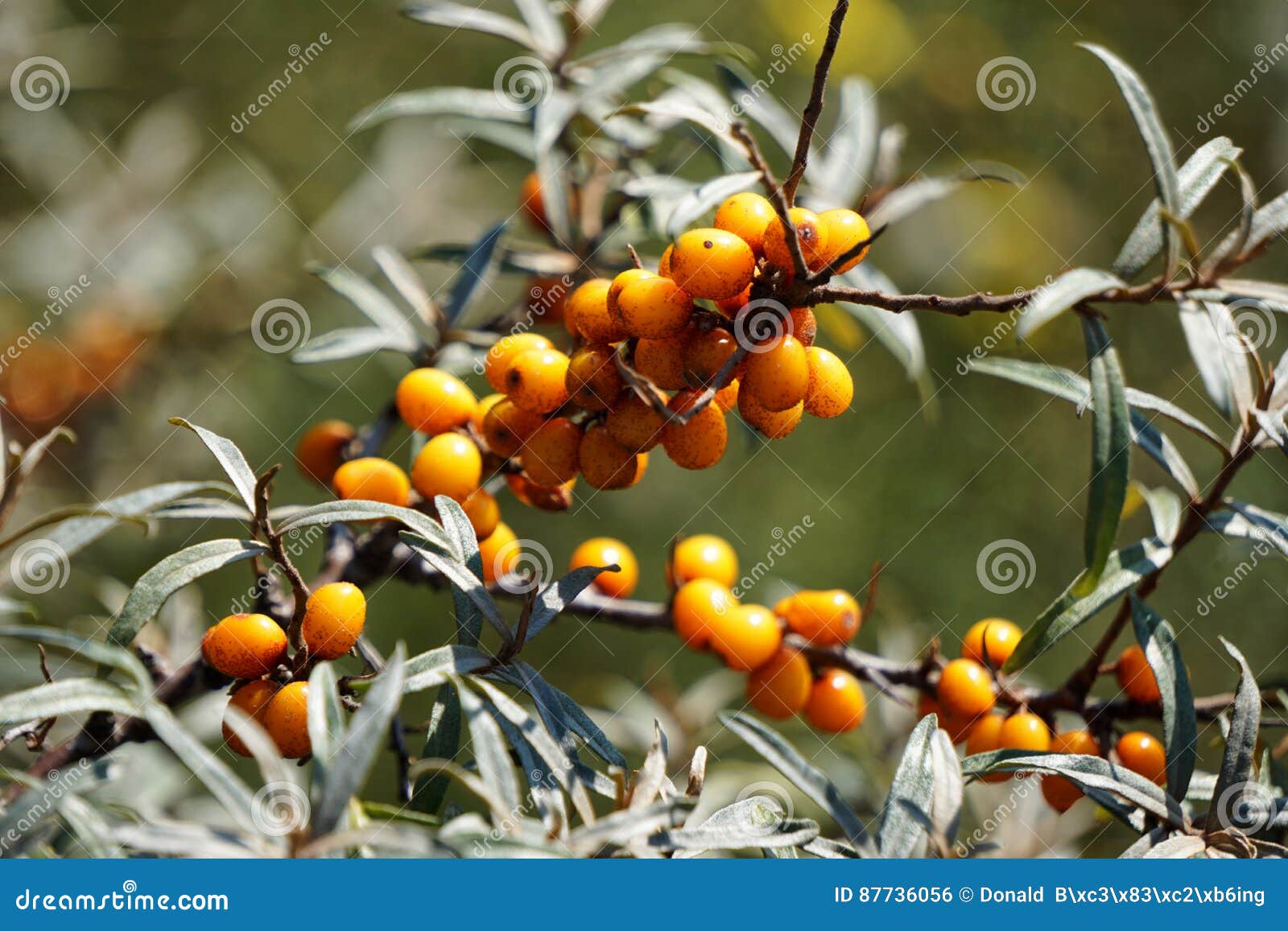 Orange berries plant stock photo. Image of blurry, berries 87736056