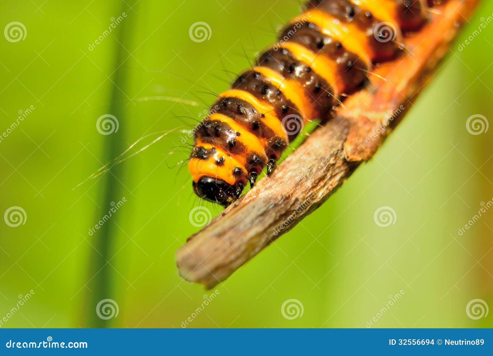 Orange And Black Cinnabar Moth Caterpillars Stock Photo Image Of Cinnabar Insect