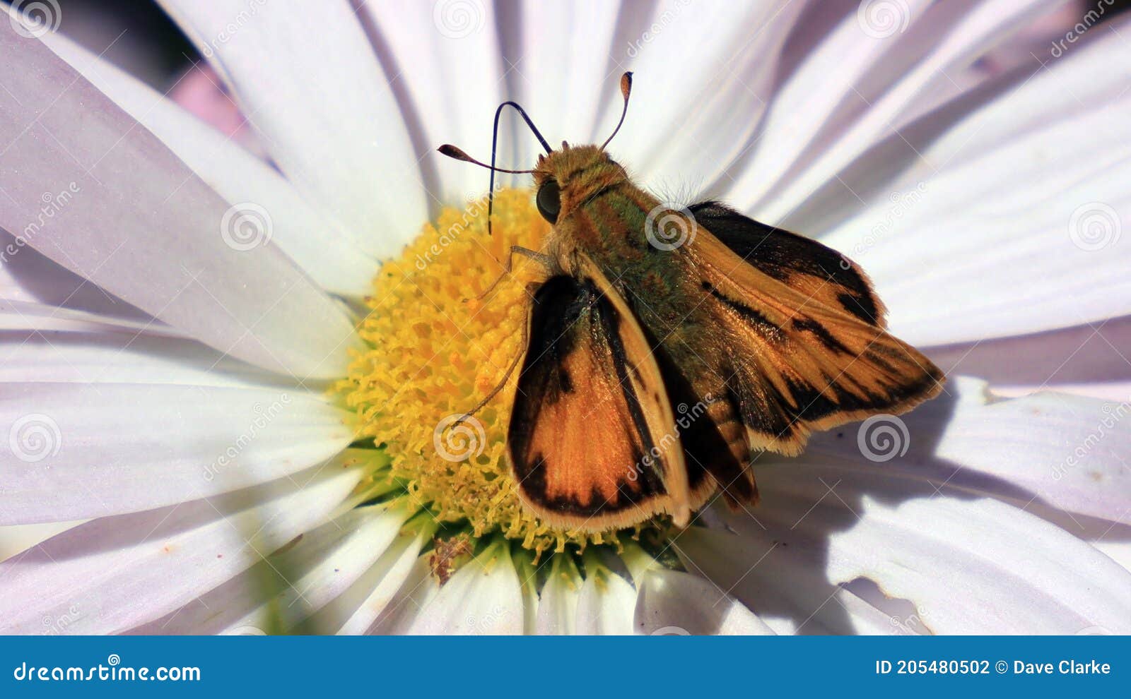 Orange and black moth stock photo. Image of vivid, colorful - 205480502