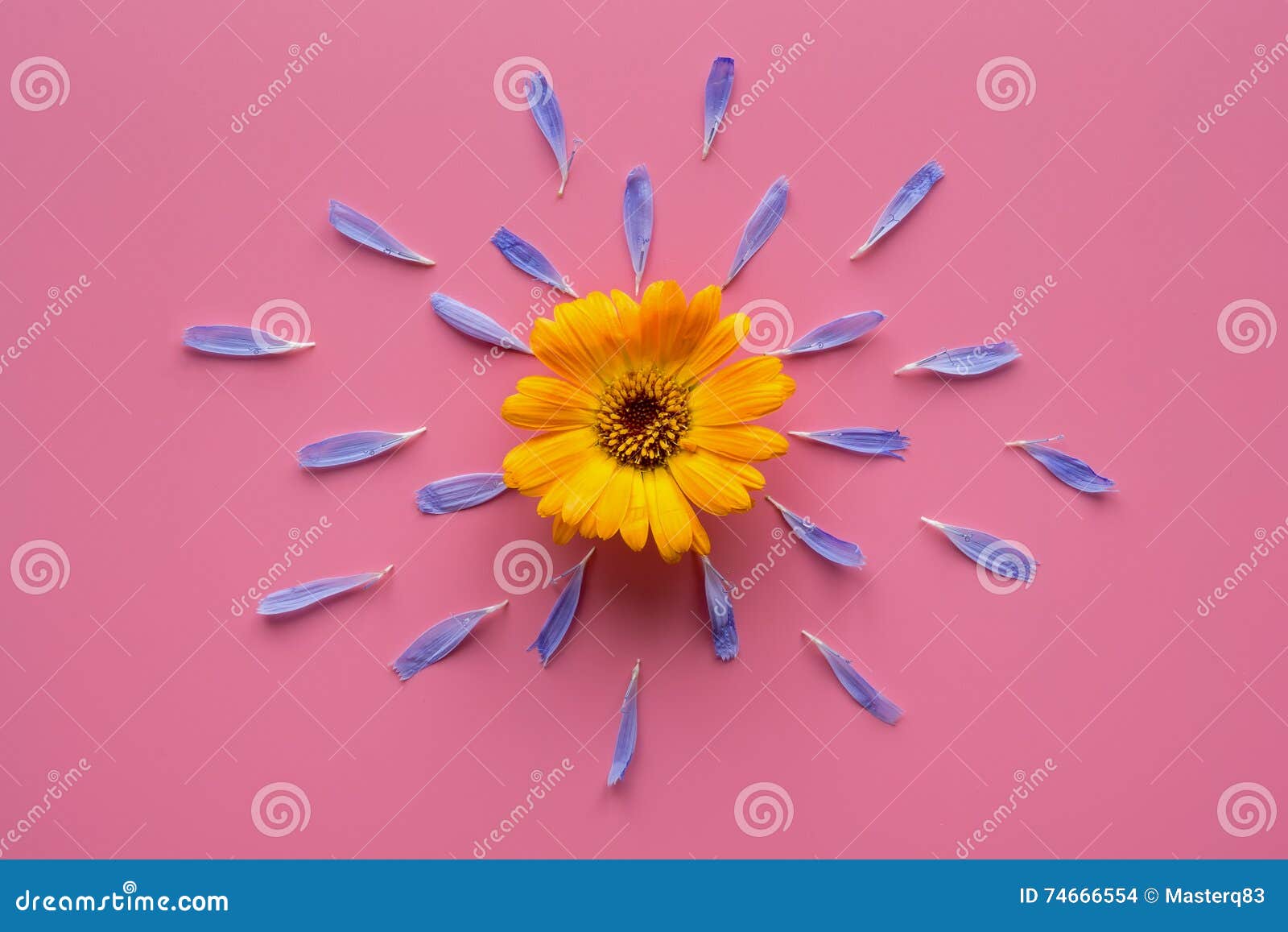 Orange blomma och blåa kronblad. Orange calendulablomma på rosa bakgrund